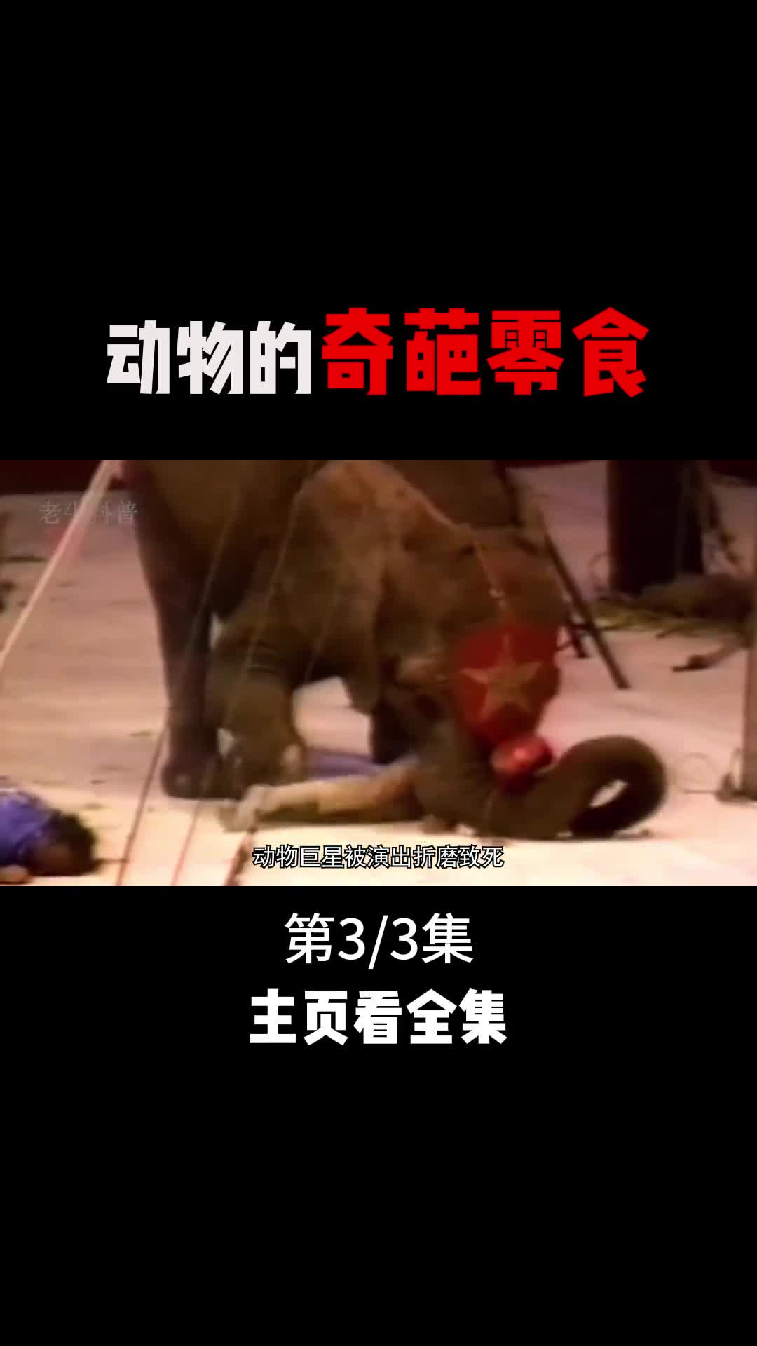 这是一只被人类消耗至死的动物巨星3