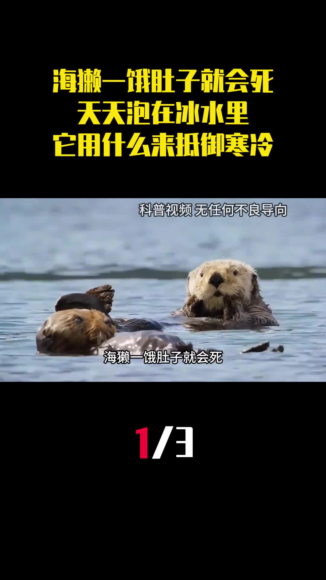 海獭一饿肚子就会死天天泡在冰水里它用什么来抵御寒冷1