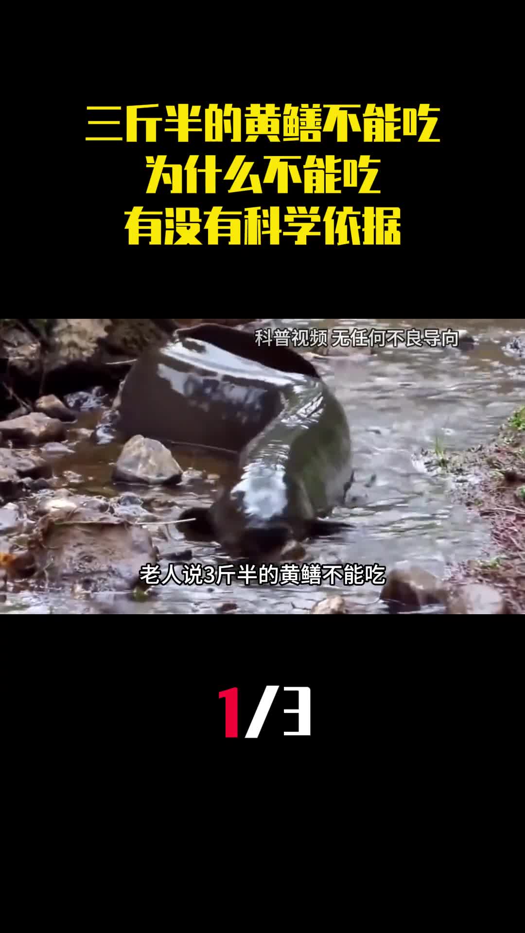 老人说三斤半的黄鳝不能吃为什么不能吃有没有科学依据1