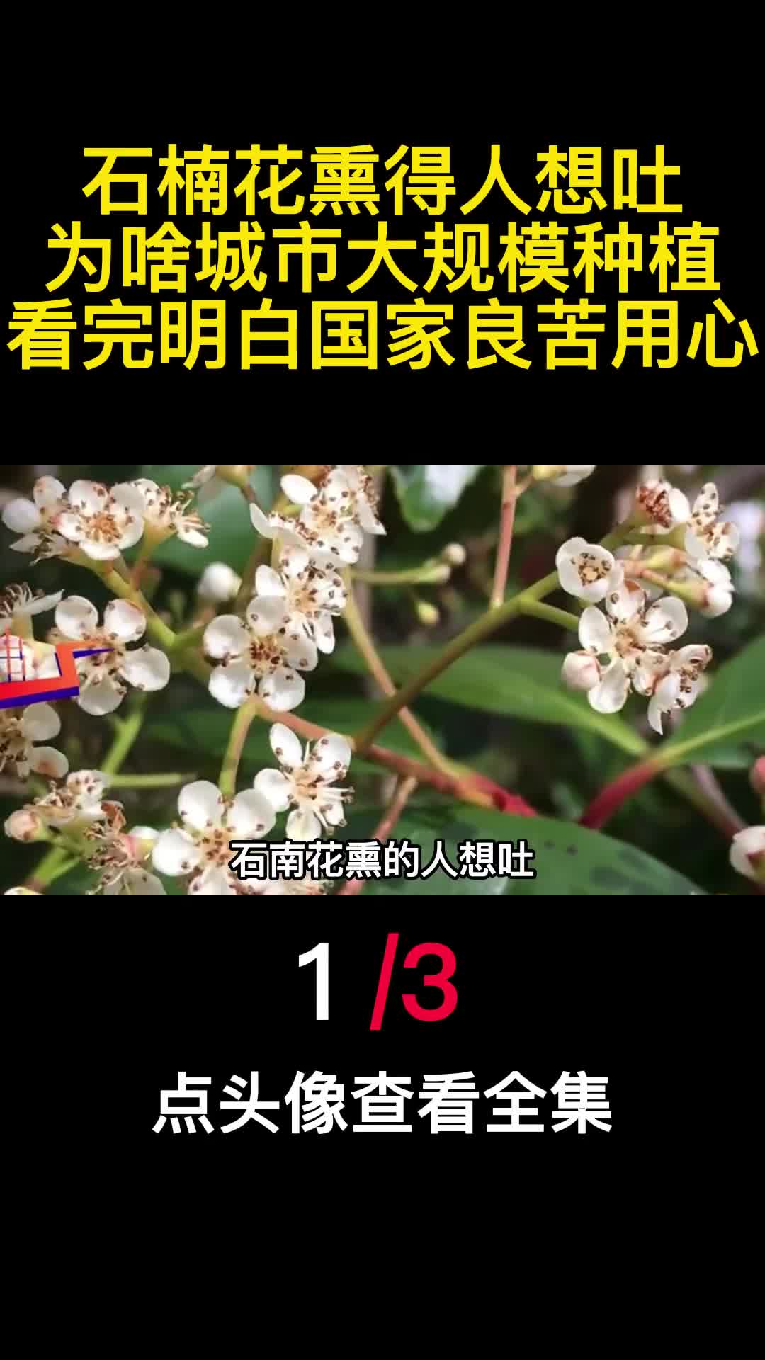 石楠花熏得人想吐为啥城市大规模种植看完明白国家良苦用心1