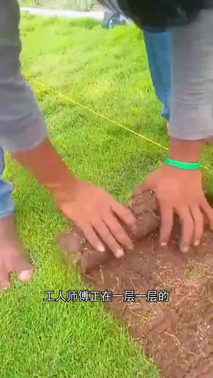 种植的草皮为什么能连续卷起来