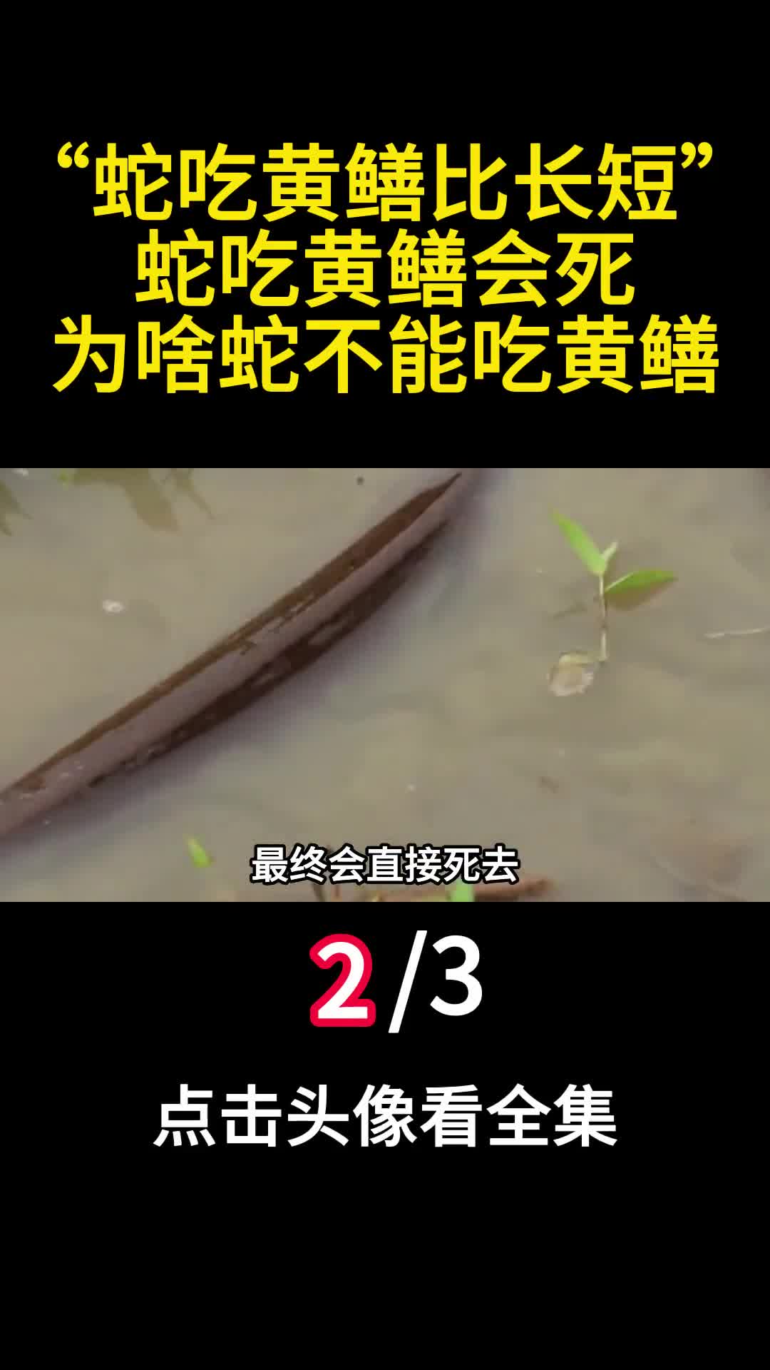 蛇吃黄鳝比长短蛇吃黄鳝会死为啥蛇不能吃黄鳝2