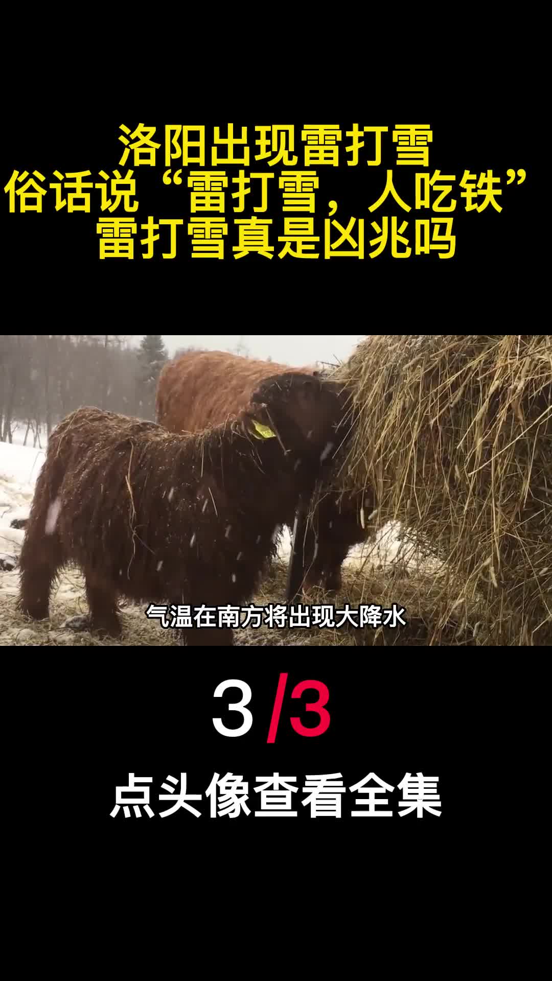 洛阳出现雷打雪俗话说雷打雪人吃铁雷打雪真是凶兆吗3