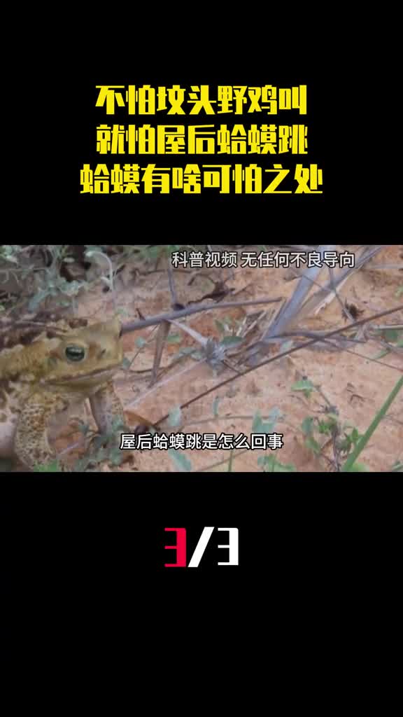 老话说不怕坟头野鸡叫就怕屋后蛤蟆跳蛤蟆有啥可怕之处3