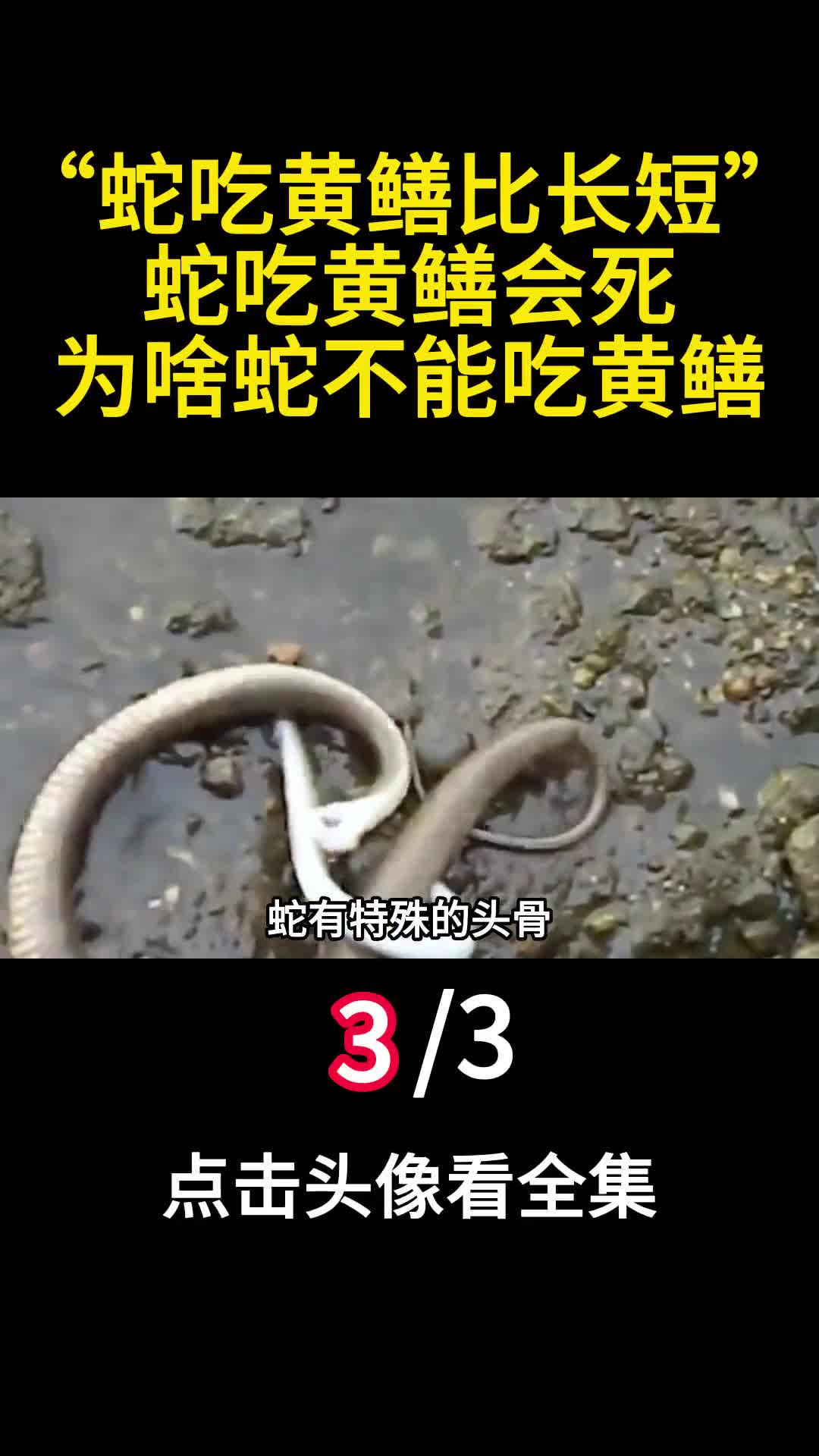 蛇吃黄鳝比长短蛇吃黄鳝会死为啥蛇不能吃黄鳝3