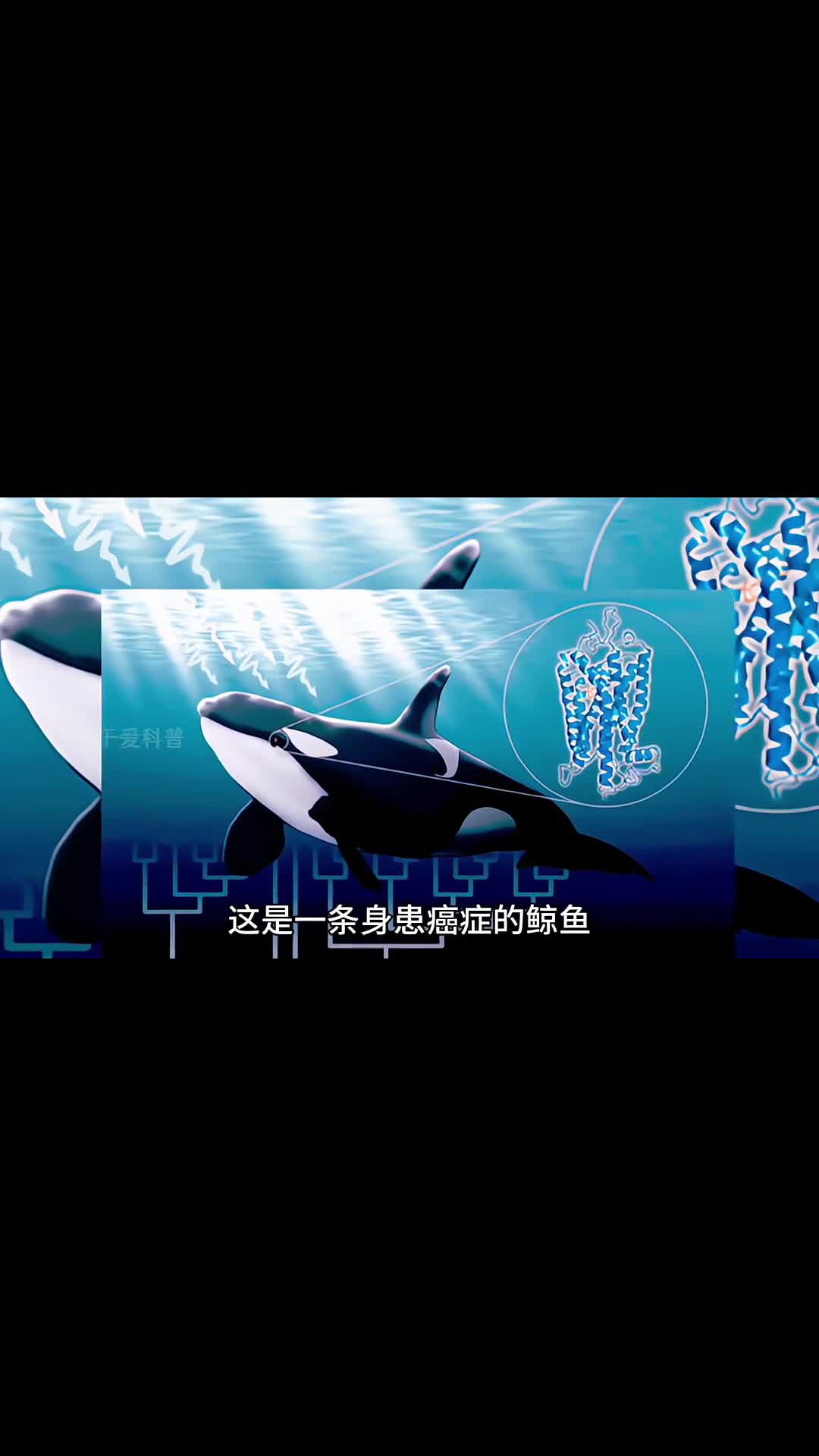 揭秘为什么鲸鱼不怕癌症揭秘为什么鲸鱼不怕癌症