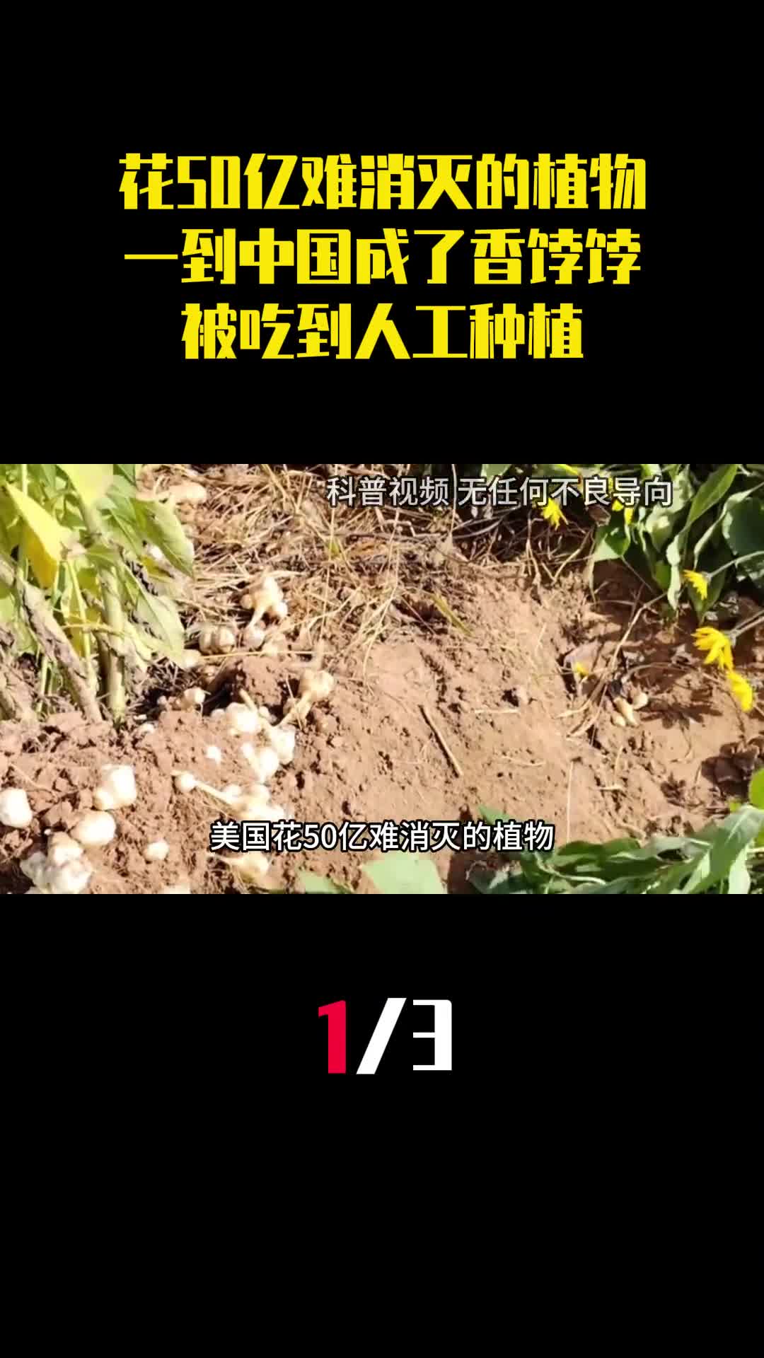 美国花50亿难消灭的植物一到中国成了香饽饽被吃到人工种植1