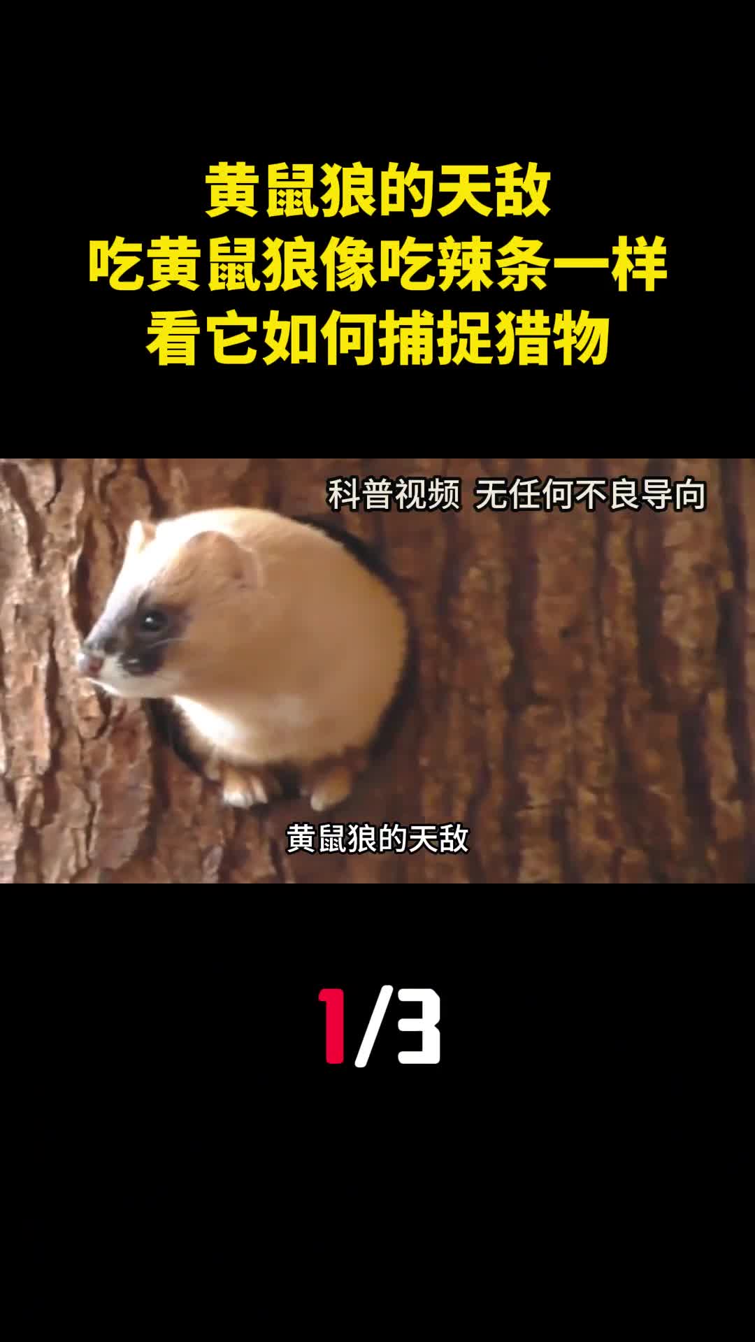 黄鼠狼的天敌吃黄鼠狼像吃辣条一样看它如何捕捉猎物1