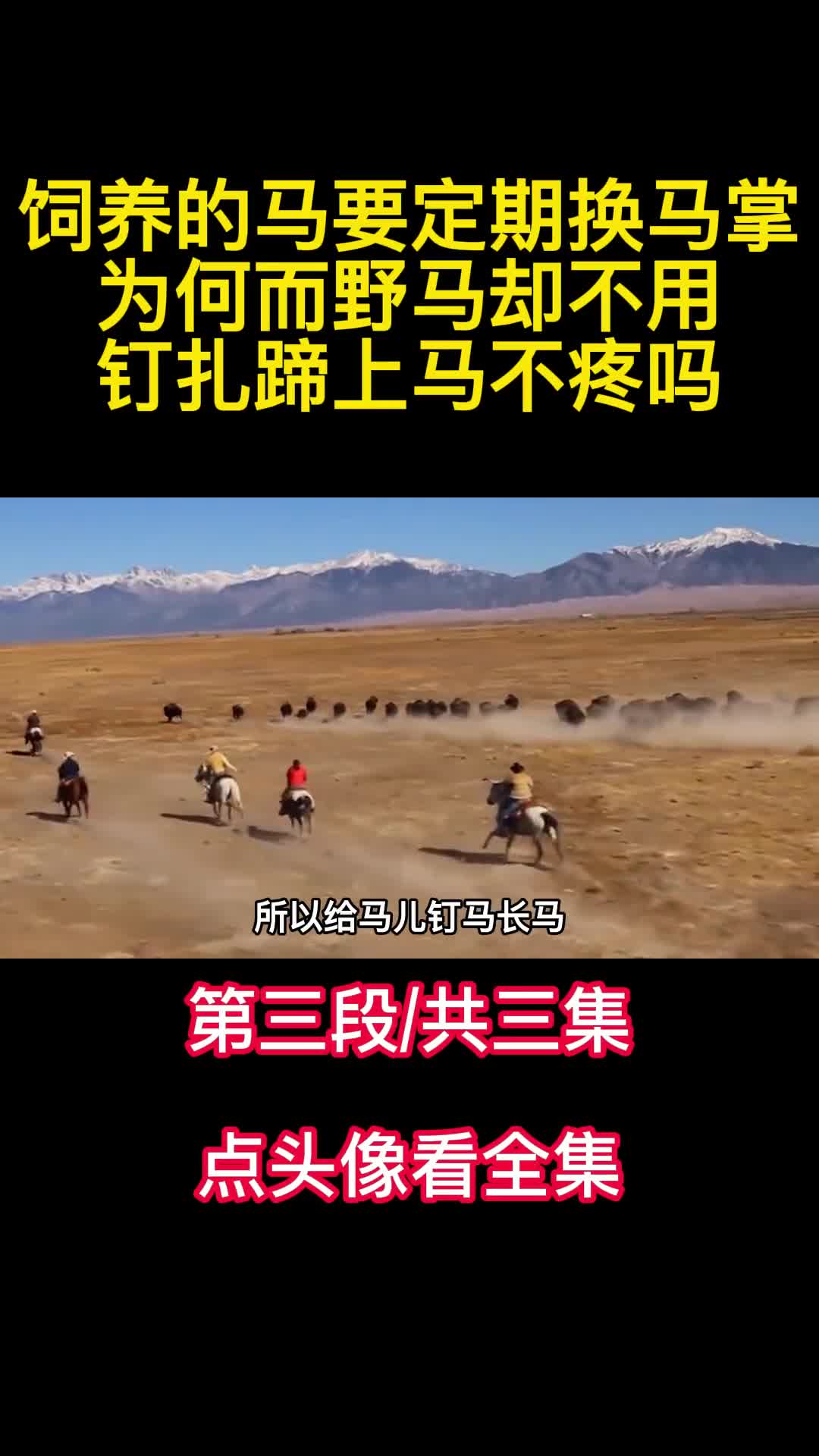 饲养的马要定期换马掌为何而野马却不用钉扎蹄上马不疼吗3