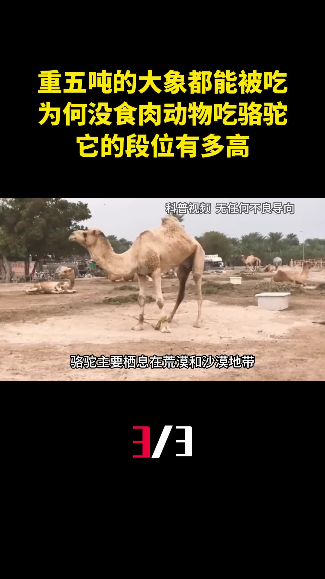 重五吨的大象都能被吃为何没食肉动物吃骆驼它的段位有多高3