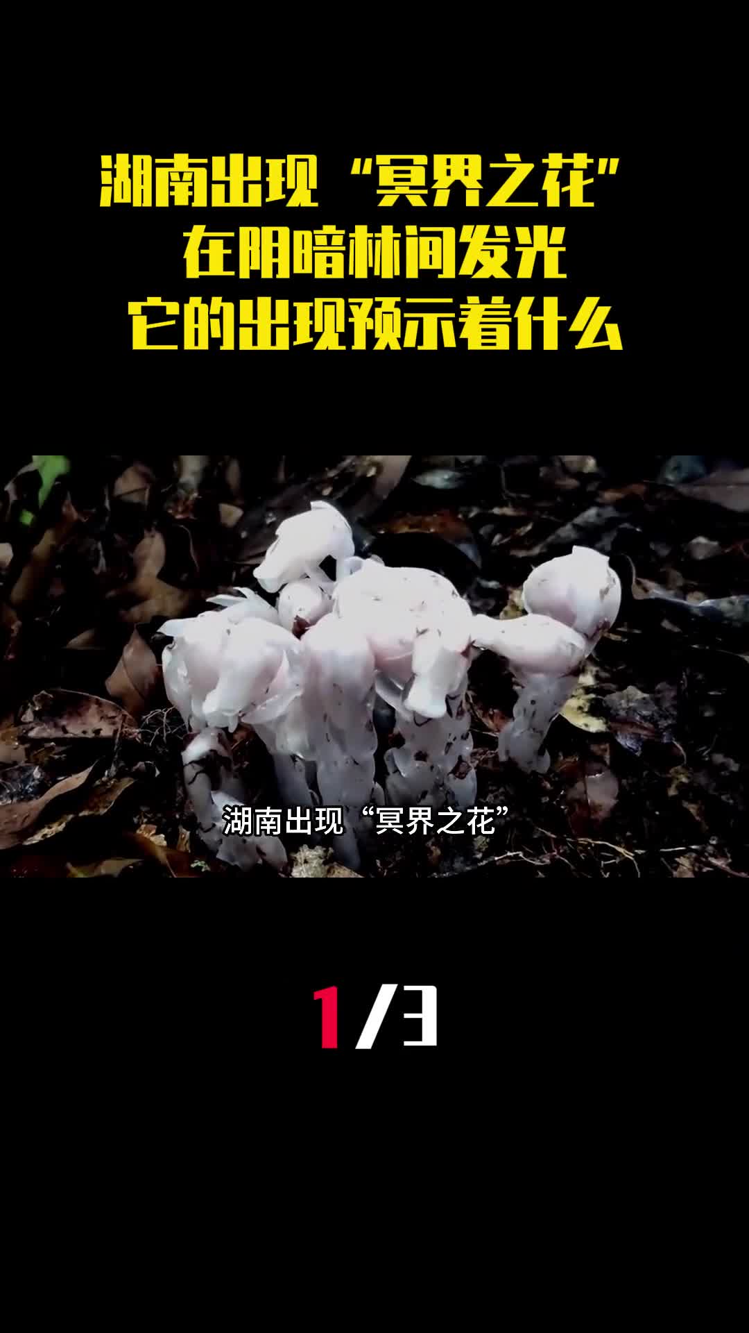湖南出现冥界之花在阴暗林间发光它的出现预示着什么1
