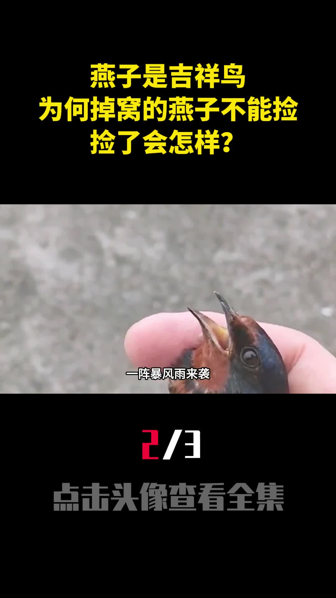 燕子是吉祥鸟为何老人说掉窝的燕子不能捡捡了会怎样2