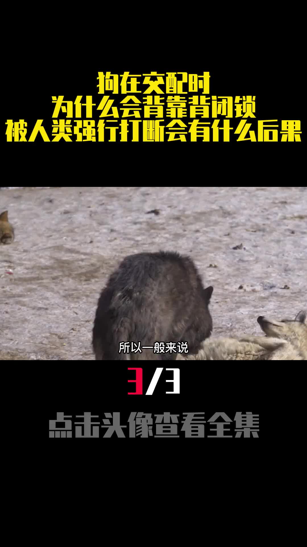 狗在交配时为什么会背靠背闭锁被人类强行打断会有什么后果