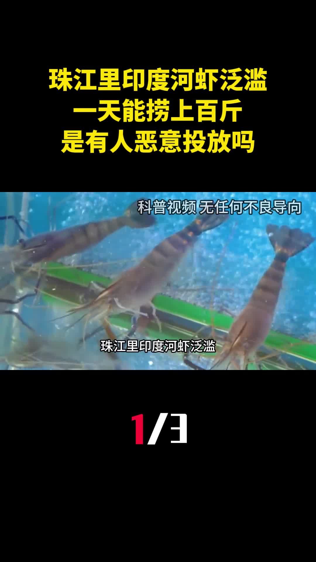 珠江里印度河虾泛滥一天能捞上百斤是有人恶意投放吗1