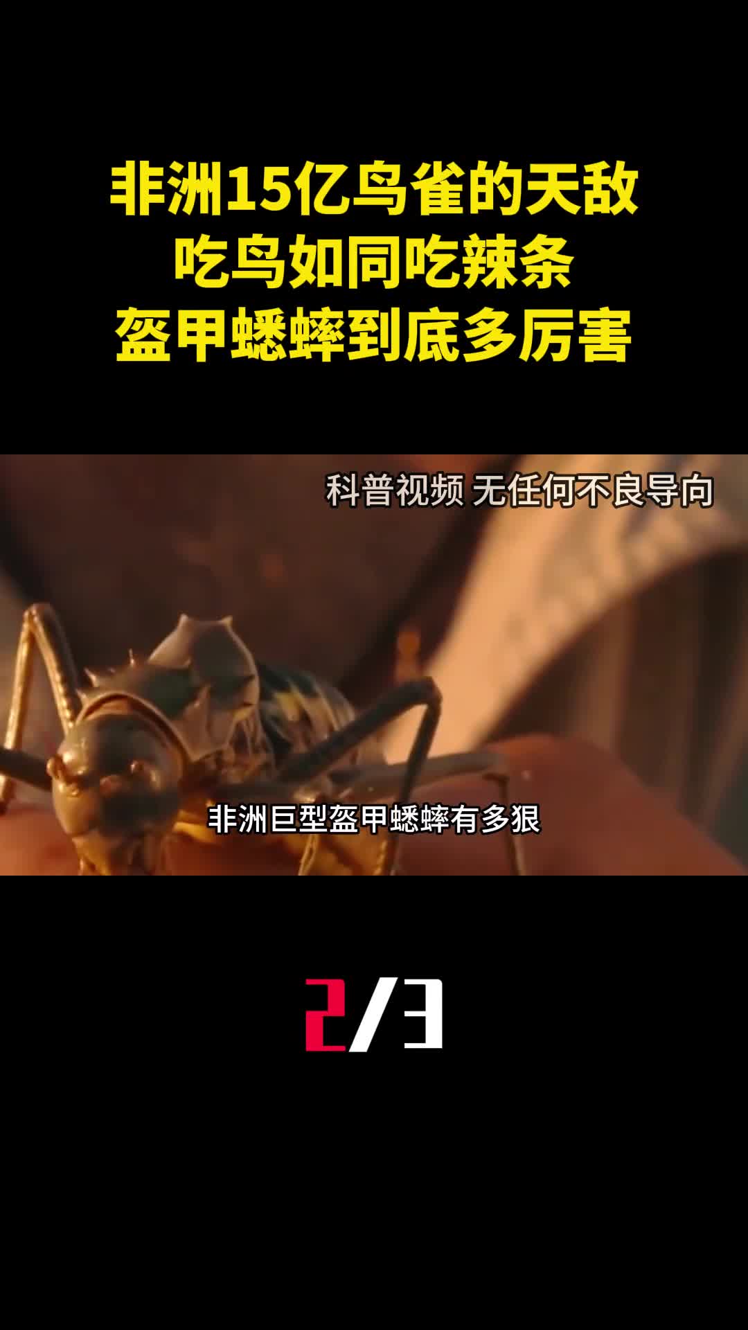 非洲15亿鸟雀的天敌吃鸟如同吃辣条盔甲蟋蟀到底多厉害2