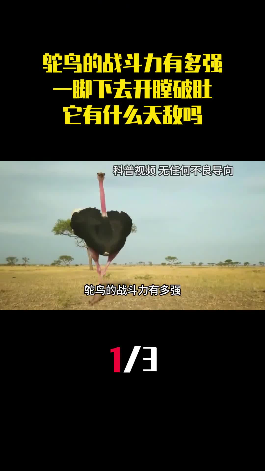 鸵鸟的战斗力有多强一脚下去开膛破肚它有什么天敌吗1
