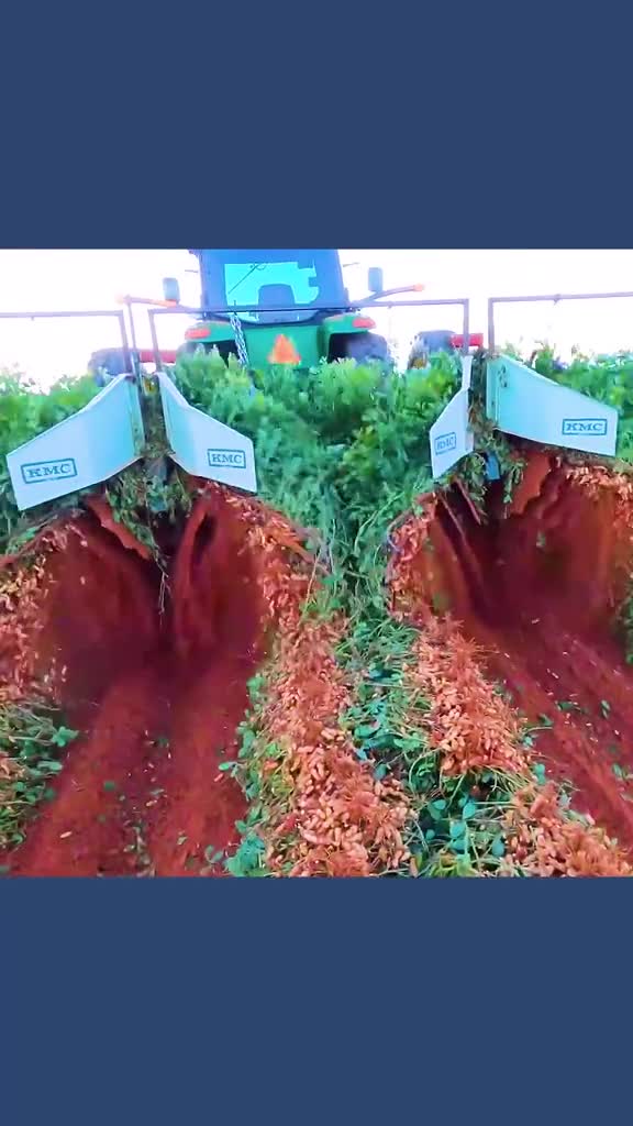 不可思议的花生收割机连根拔出来的同时翻转朝上方便晾晒