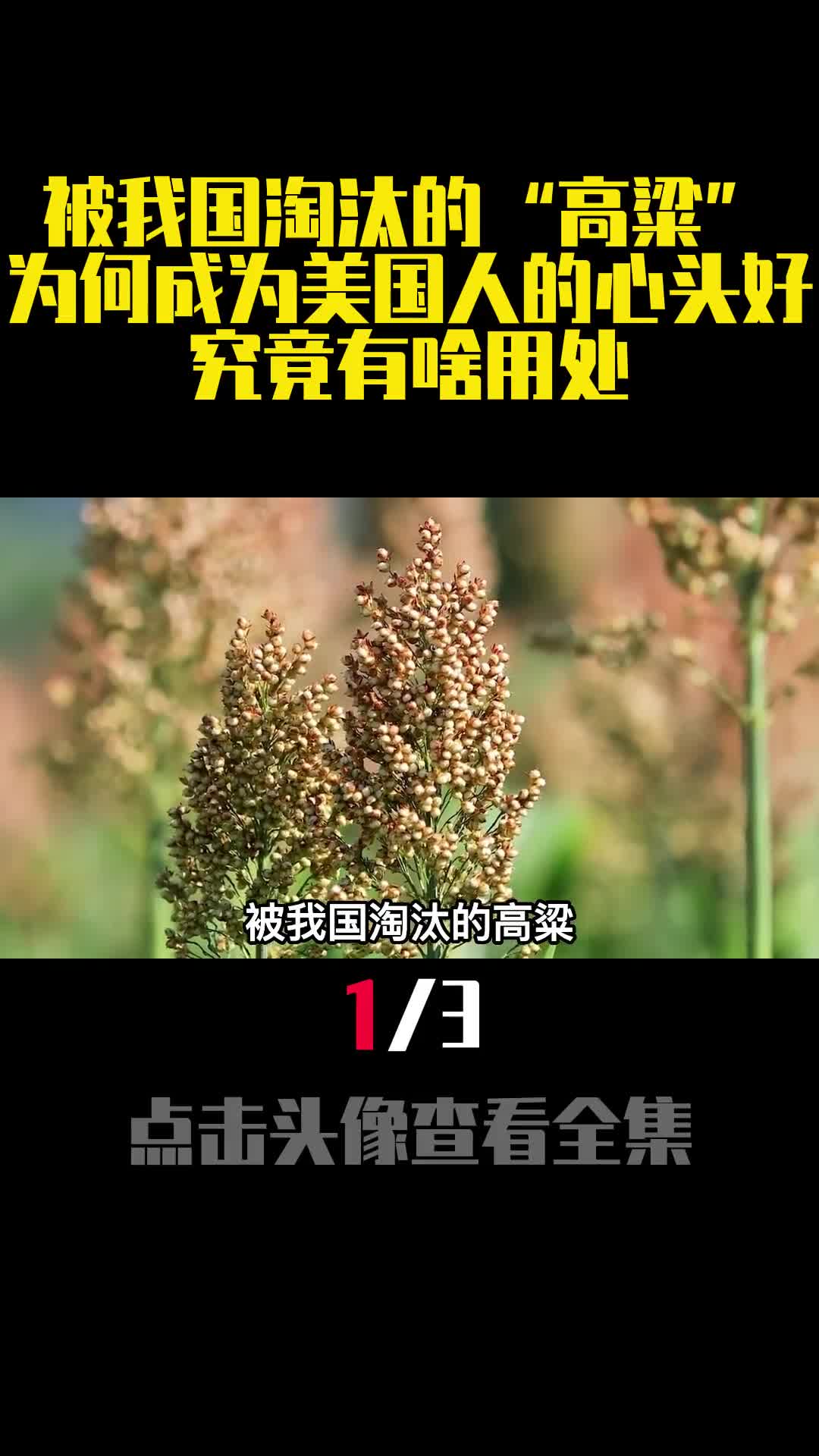 被我国淘汰的高粱为何成为美国人的心头好究竟有啥用处1