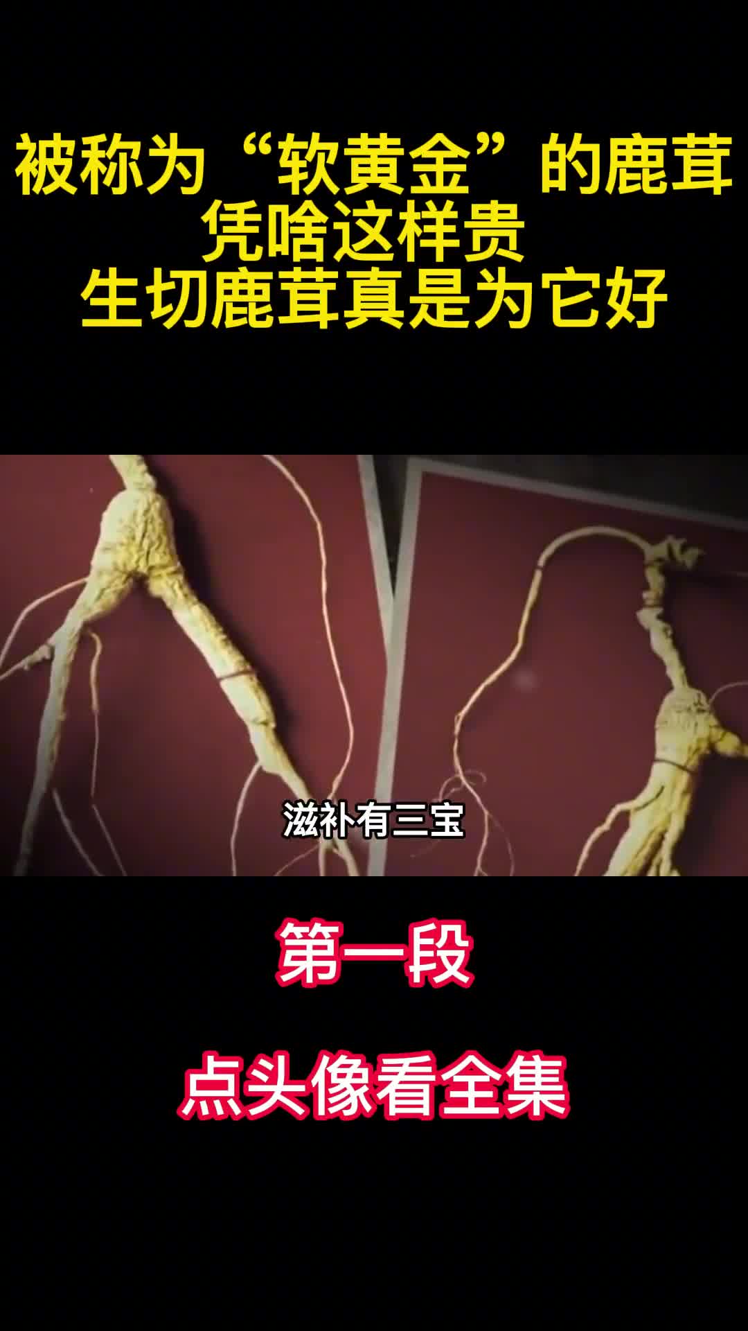 被称为软黄金的鹿茸凭啥这样贵生切鹿茸真是为它好1