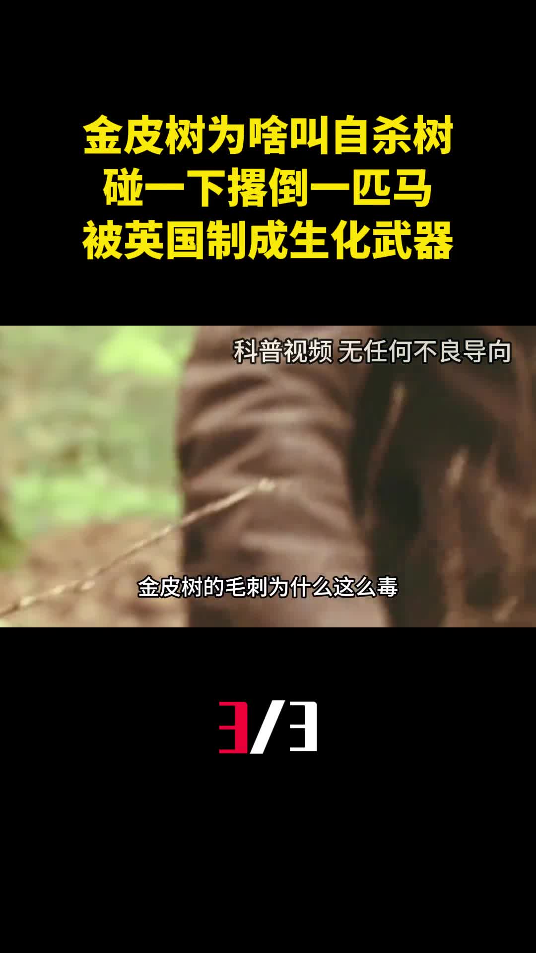 金皮树为啥叫自杀树碰一下撂倒一匹马被英国制成生化武器3