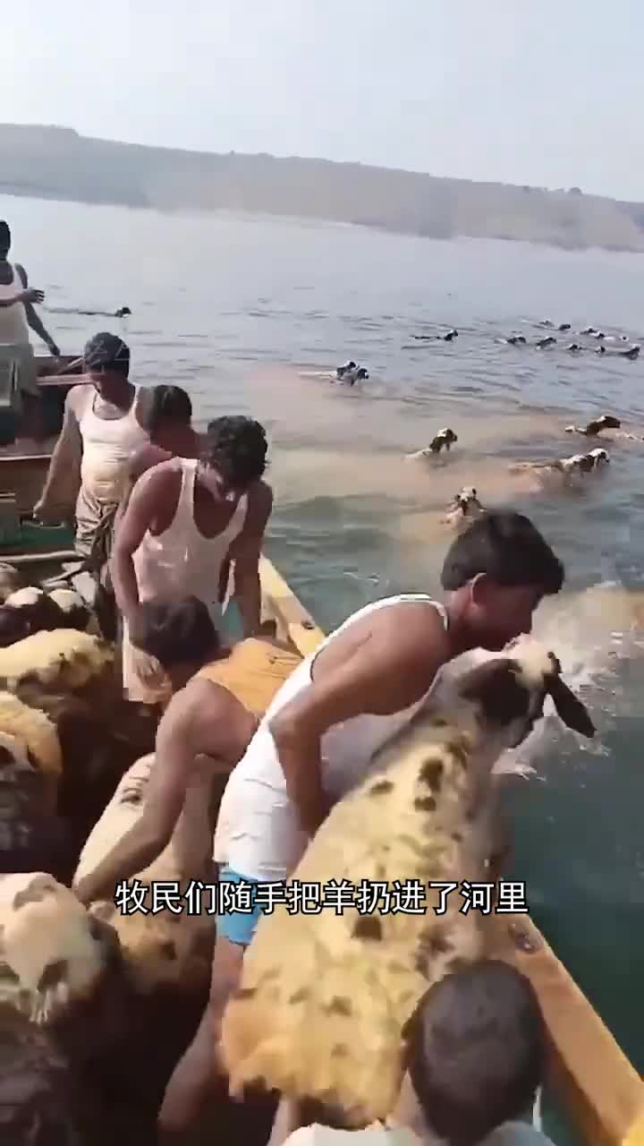 牧民为什么要把羊扔进河里
