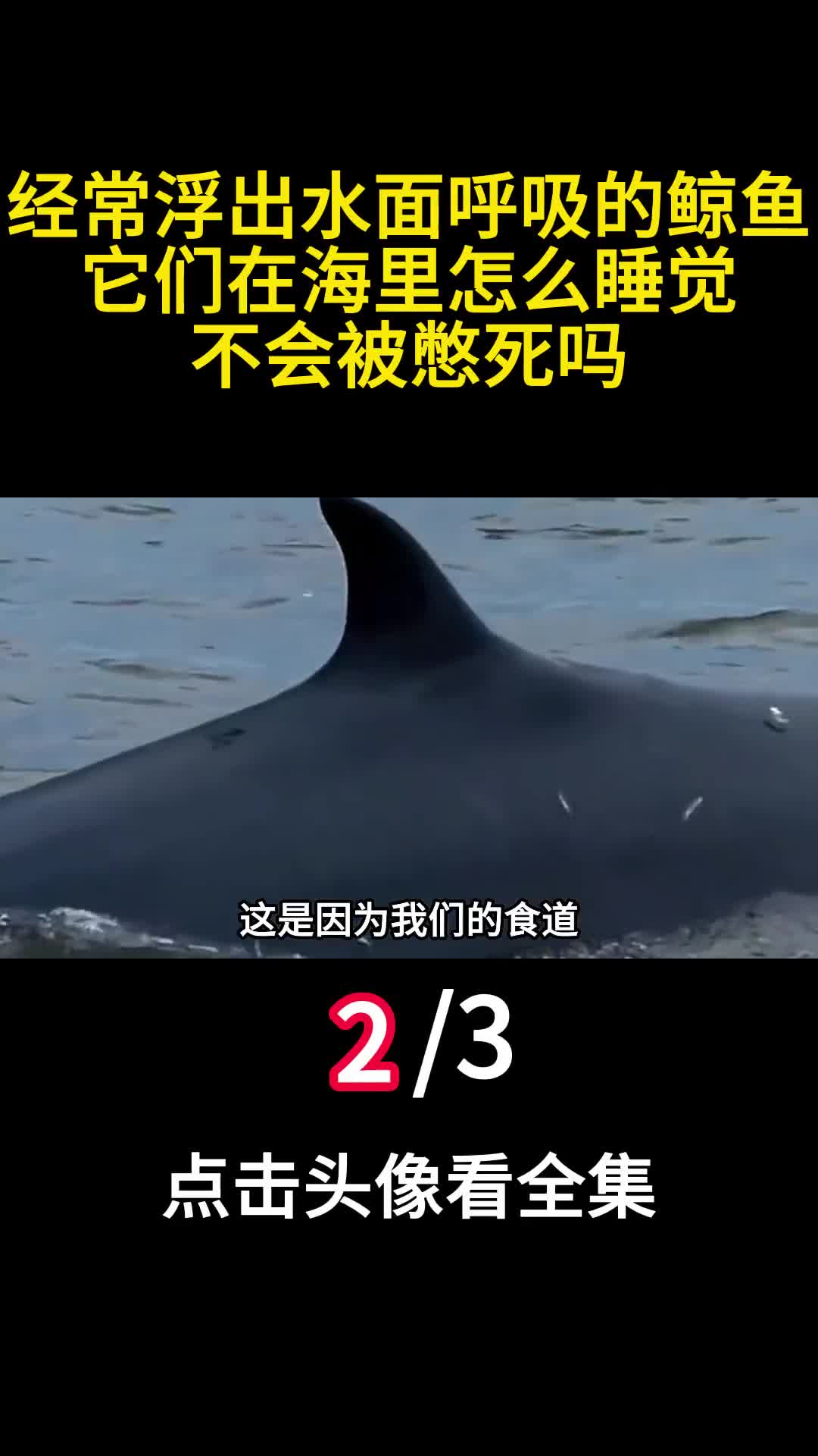 经常浮出水面呼吸的鲸鱼它们在海里怎么睡觉不会被憋死吗2