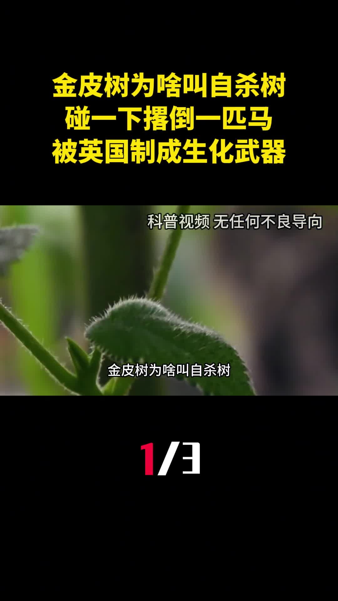 金皮树为啥叫自杀树碰一下撂倒一匹马被英国制成生化武器1