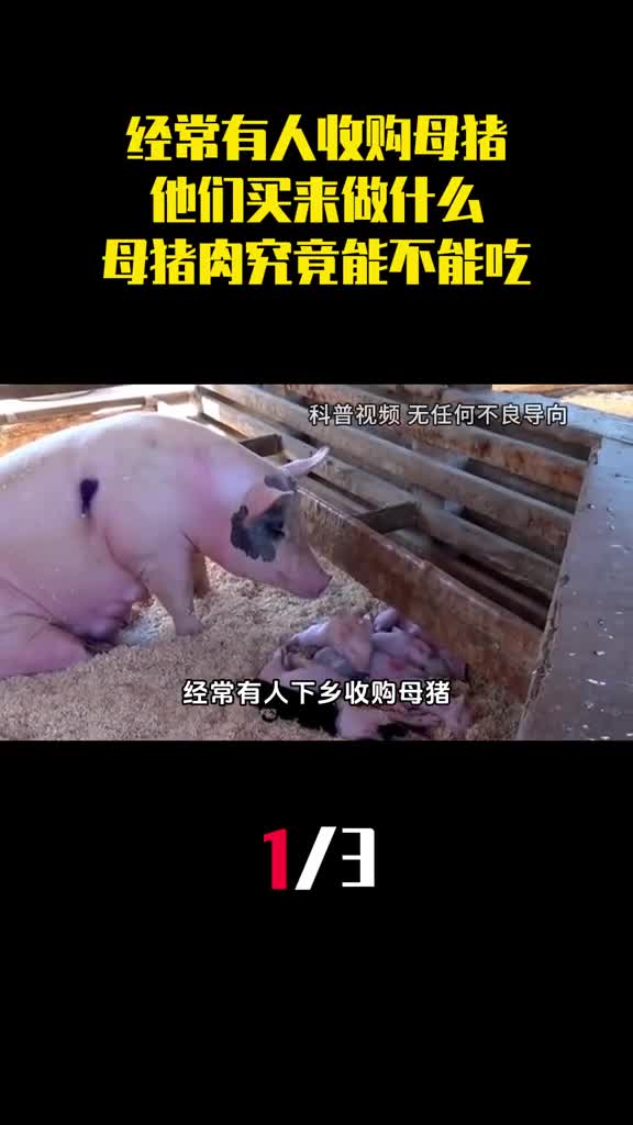 经常有人下乡收购母猪他们买来做什么母猪肉究竟能不能吃1