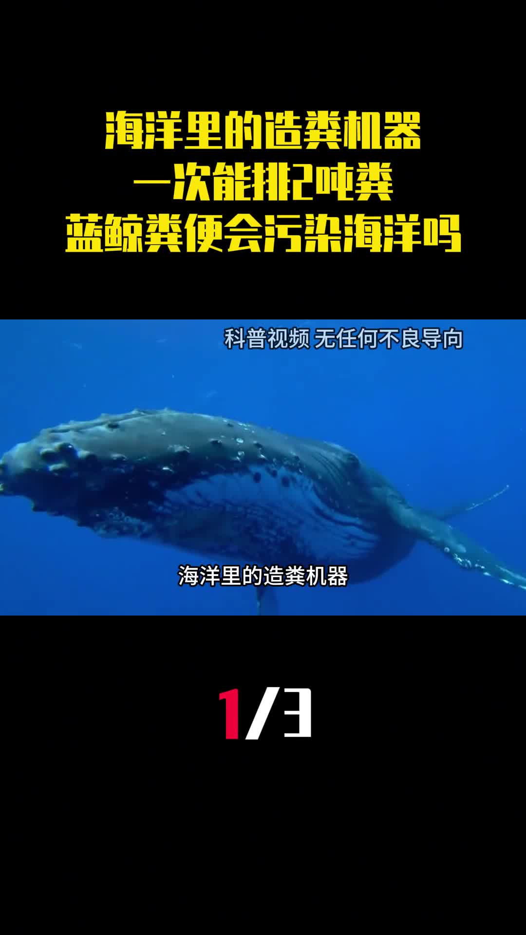 海洋里的造粪机器一次能排2吨粪蓝鲸粪便会污染海洋吗1