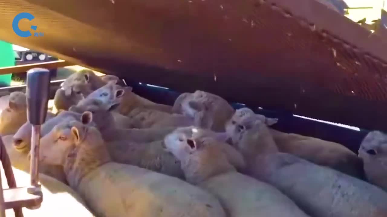 不可思议的羊浸驱虫法把羊关进笼子沉浸水中杀灭羊毛里的害虫