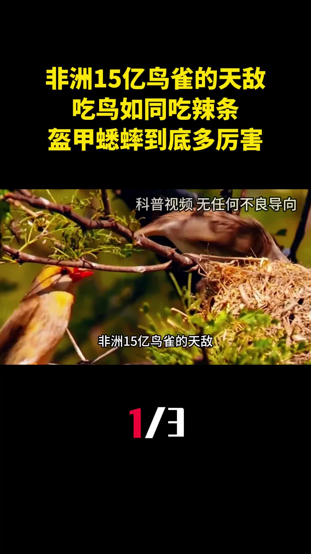 非洲15亿鸟雀的天敌吃鸟如同吃辣条盔甲蟋蟀到底多厉害1