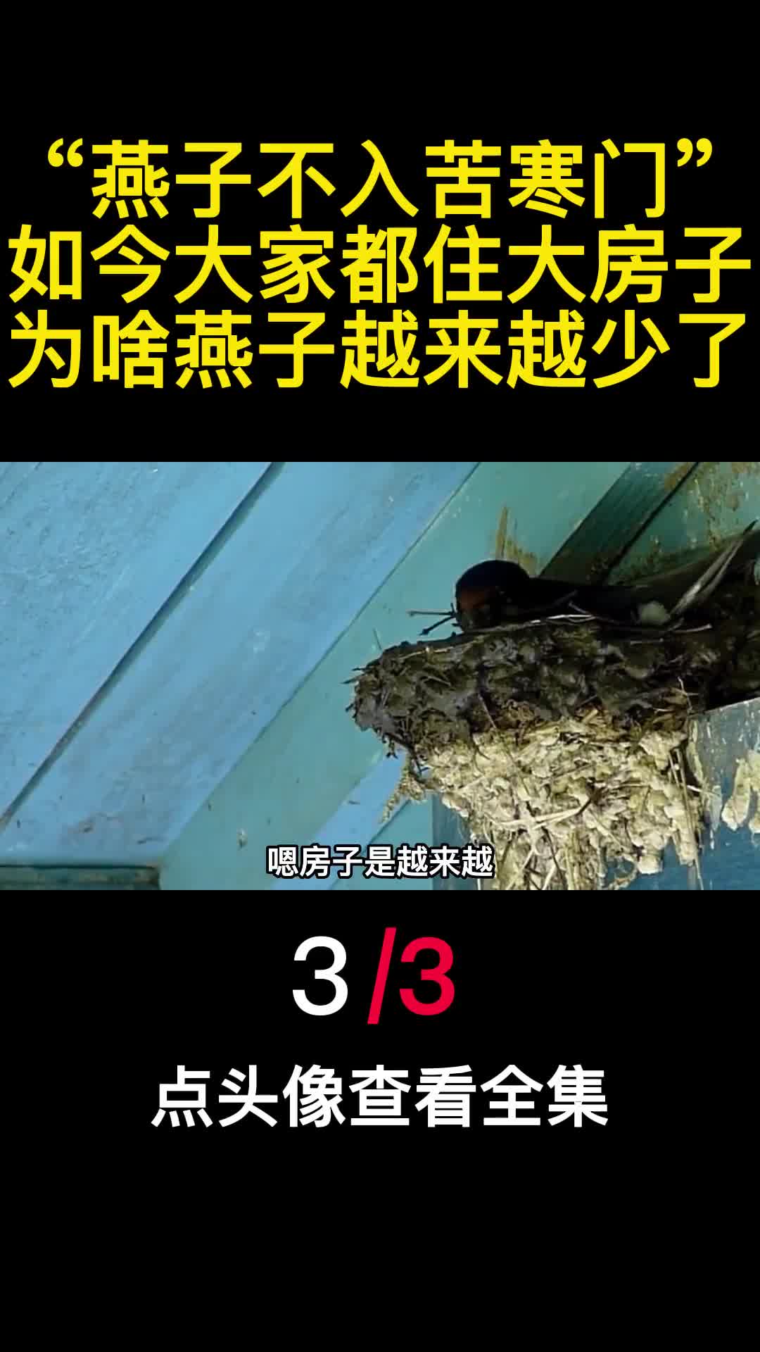 燕子不入苦寒门如今大家都住大房子为啥燕子越来越少了3