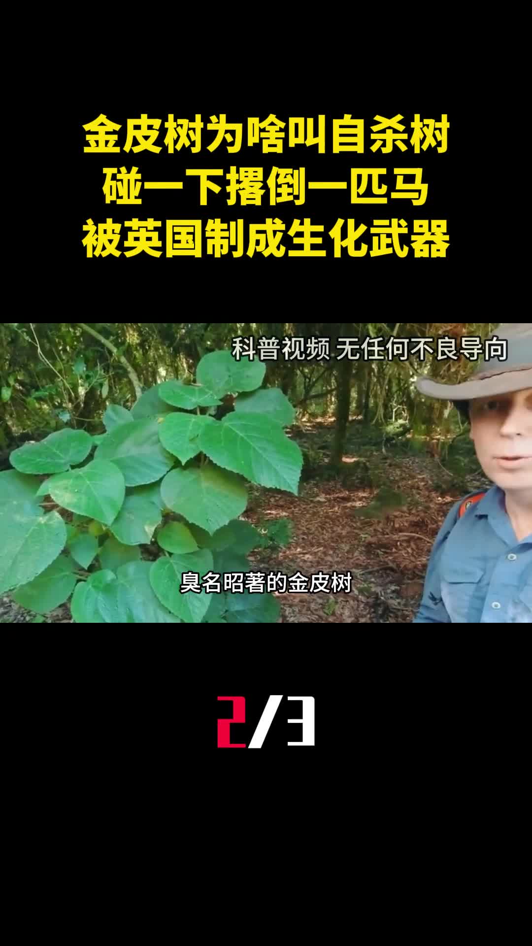 金皮树为啥叫自杀树碰一下撂倒一匹马被英国制成生化武器2