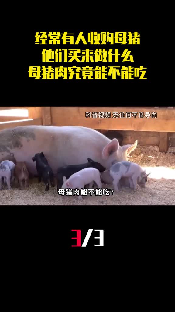经常有人下乡收购母猪他们买来做什么母猪肉究竟能不能吃3