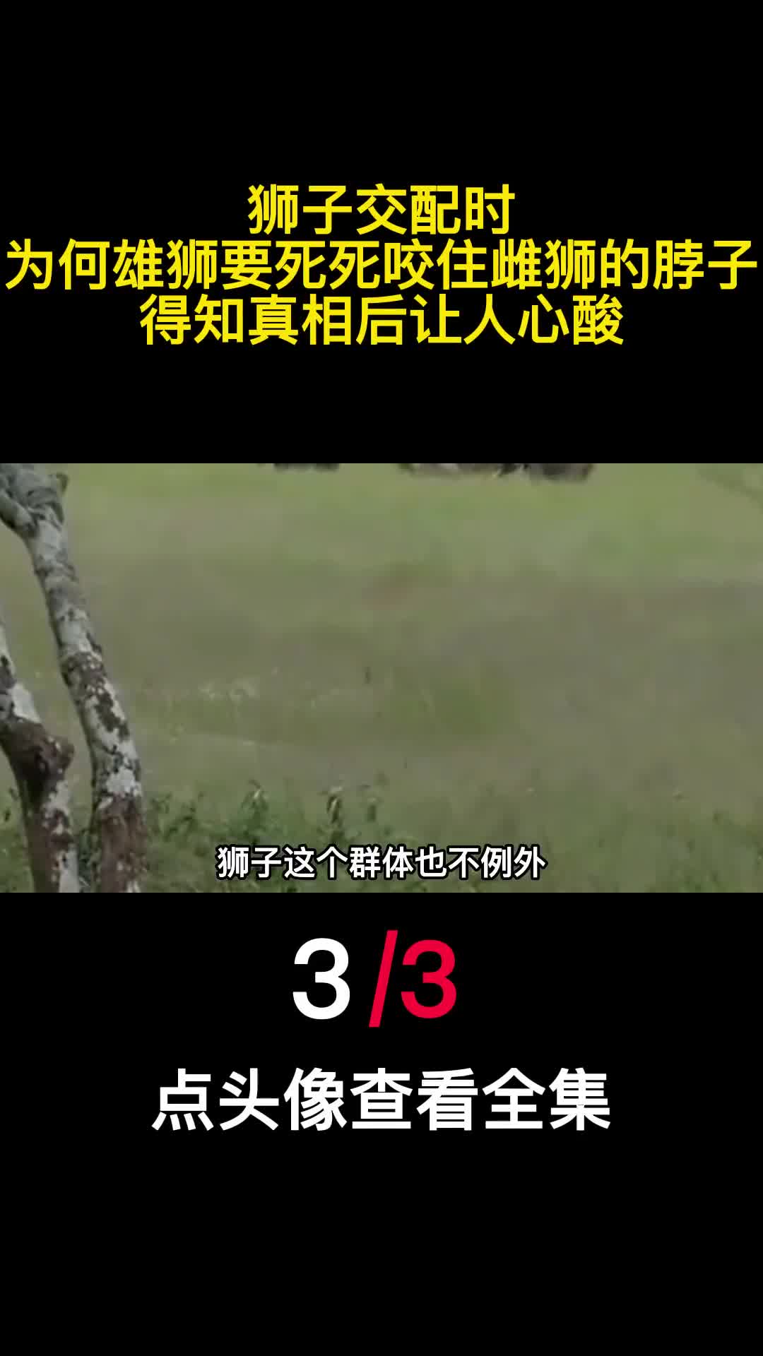 狮子交配时为何雄狮要死死咬住雌狮的脖子得知真相后让人心酸3