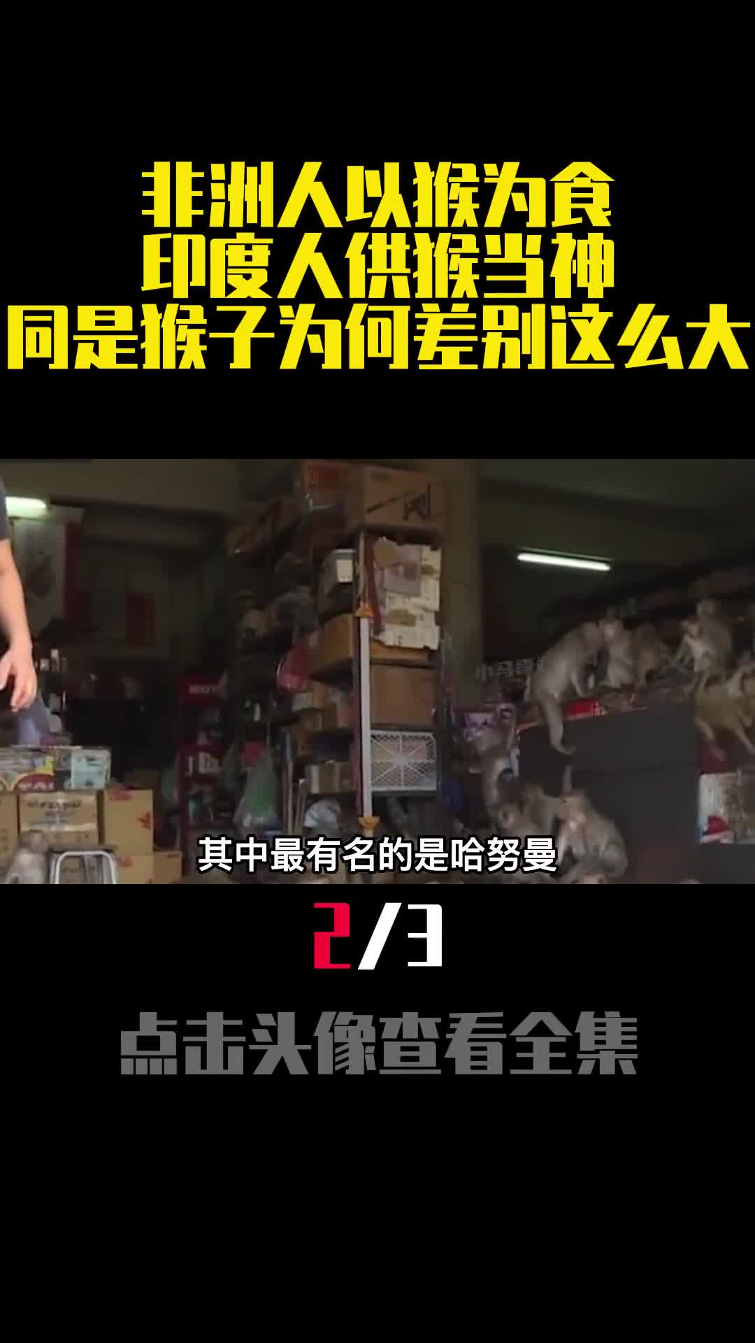 非洲人以猴为食印度人供猴当神同是猴子为何差别这么大2