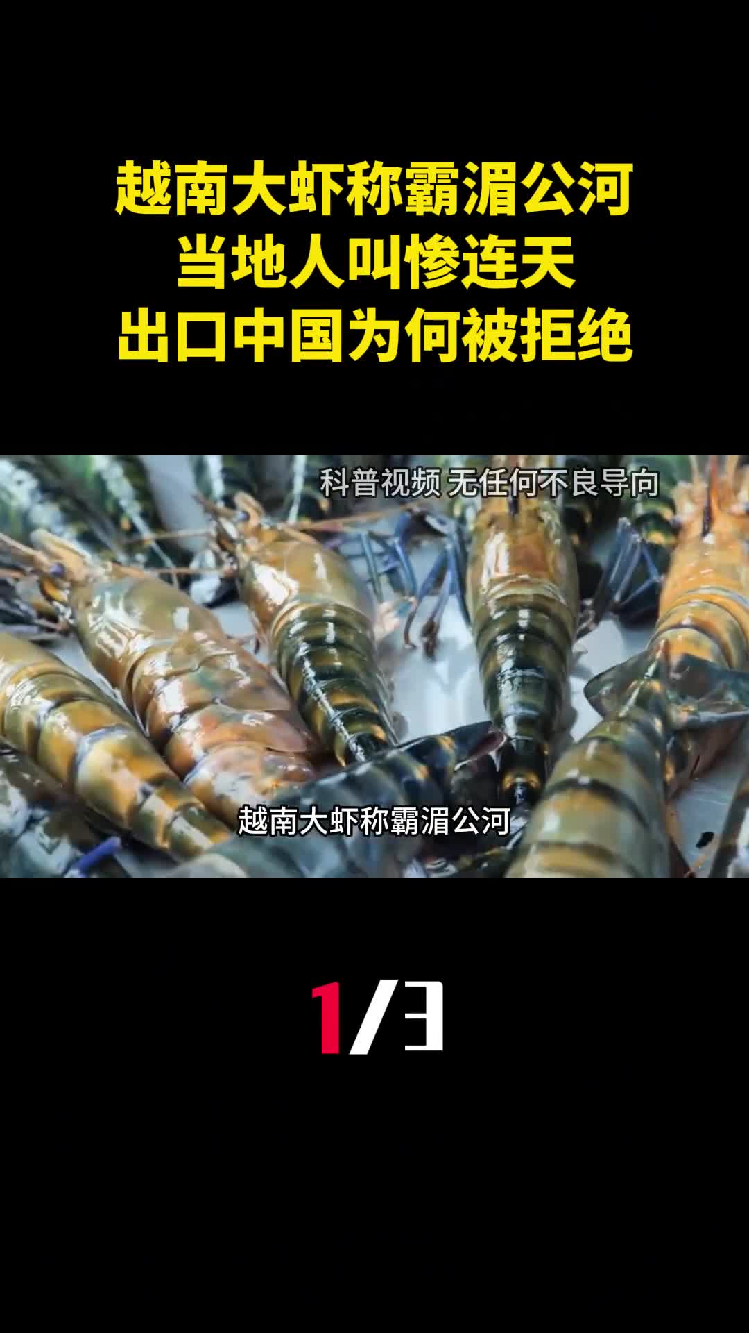 越南大虾称霸湄公河当地人叫惨连天出口中国为何被拒绝1