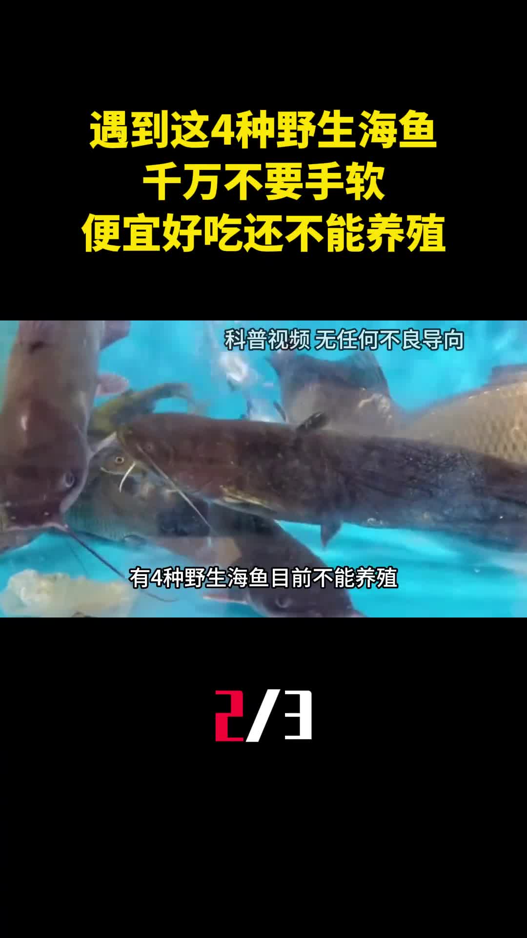 遇到这4种野生海鱼千万不要手软便宜好吃还不能养殖2