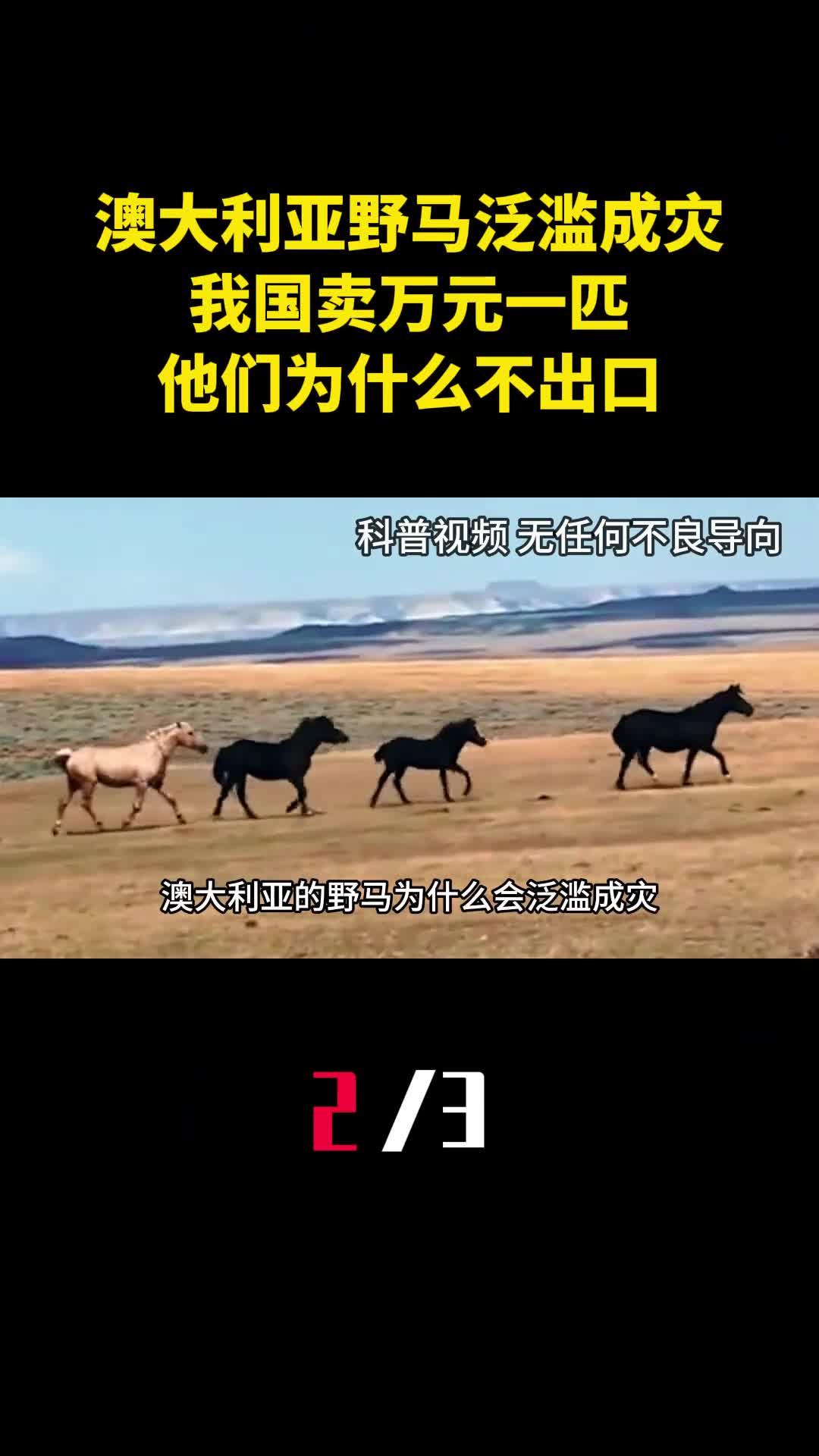 澳大利亚野马泛滥成灾我国卖万元一匹他们为什么不出口2