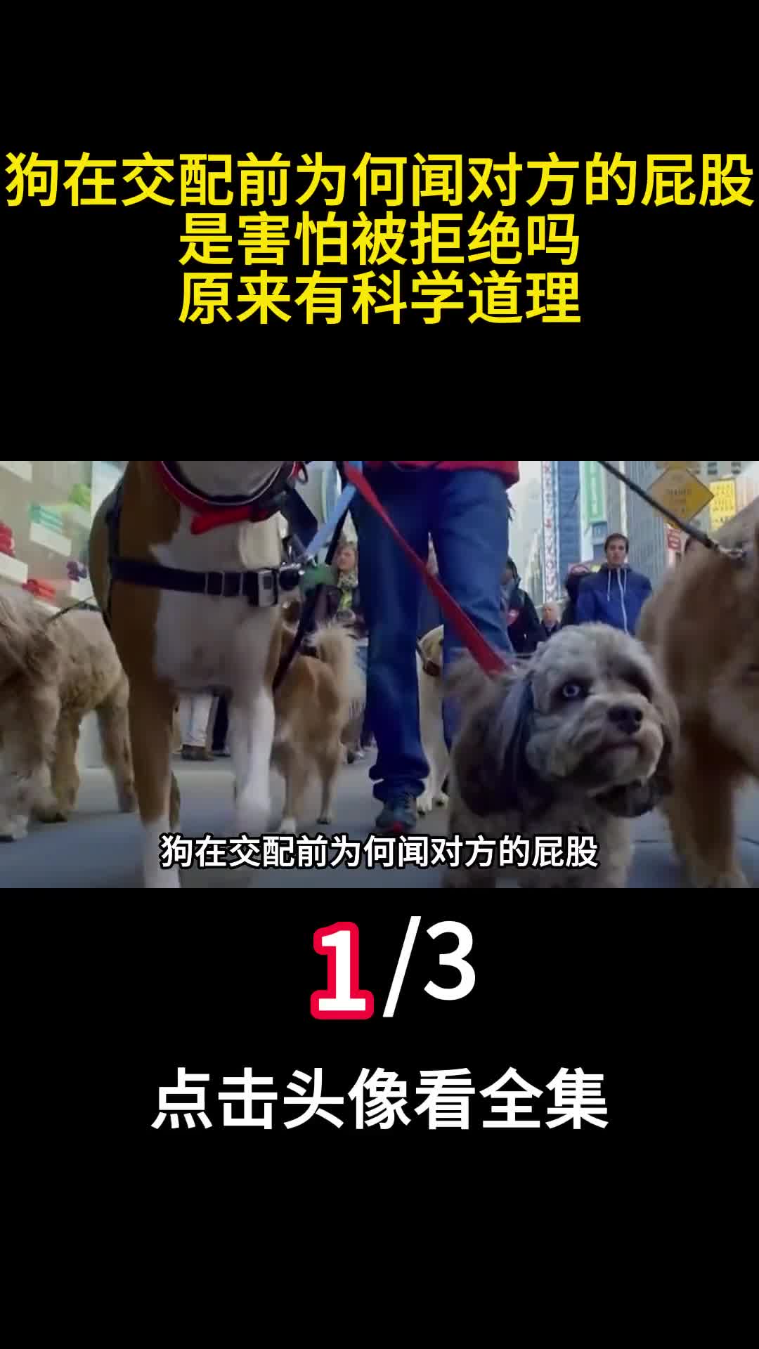 狗在交配前为何闻对方的屁股是害怕被拒绝吗原来有科学道理1