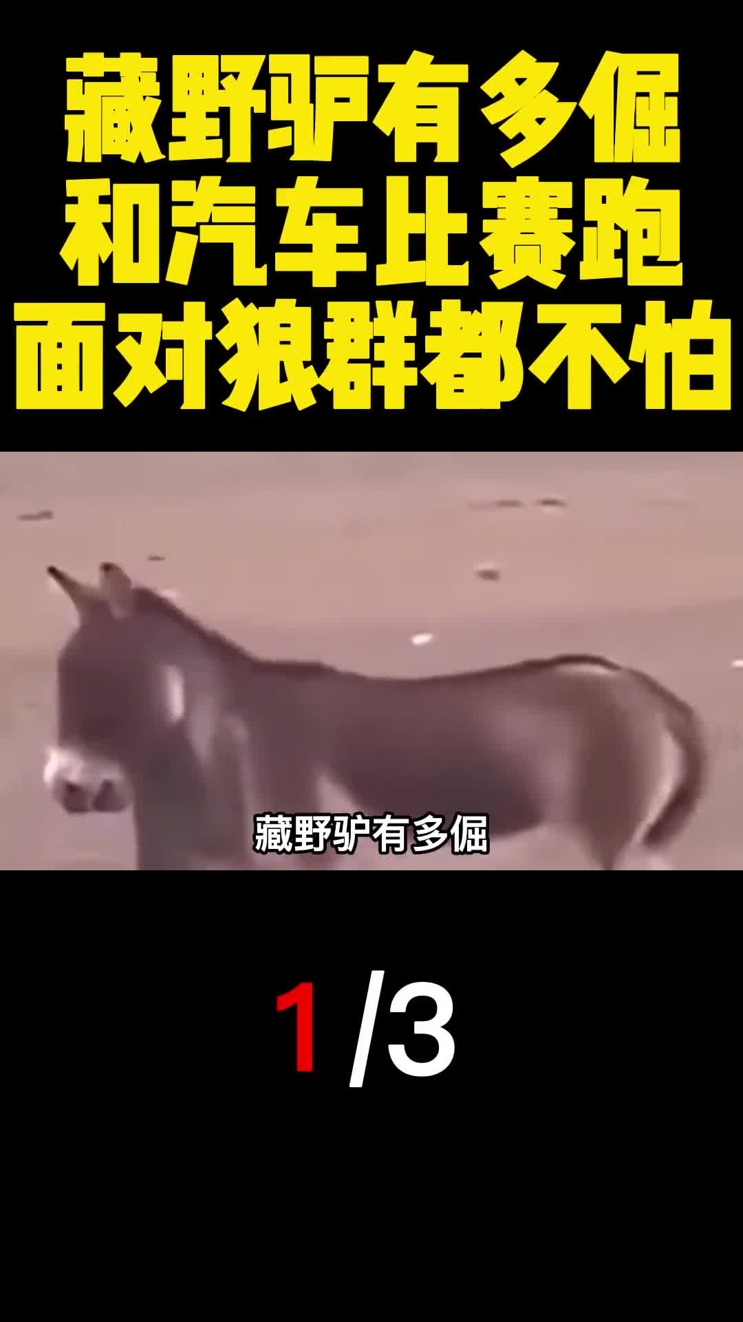 藏野驴有多倔和汽车比赛跑面对狼群都不怕1