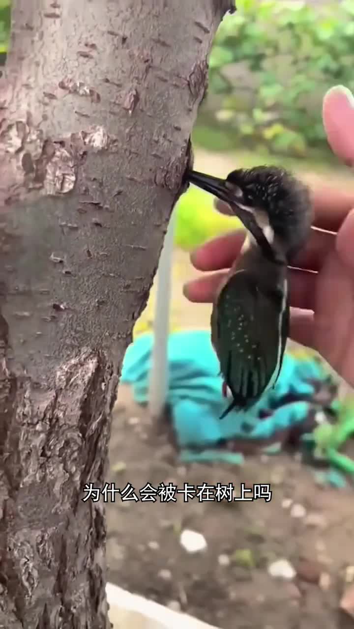 为什么这个鸟会被卡在树上