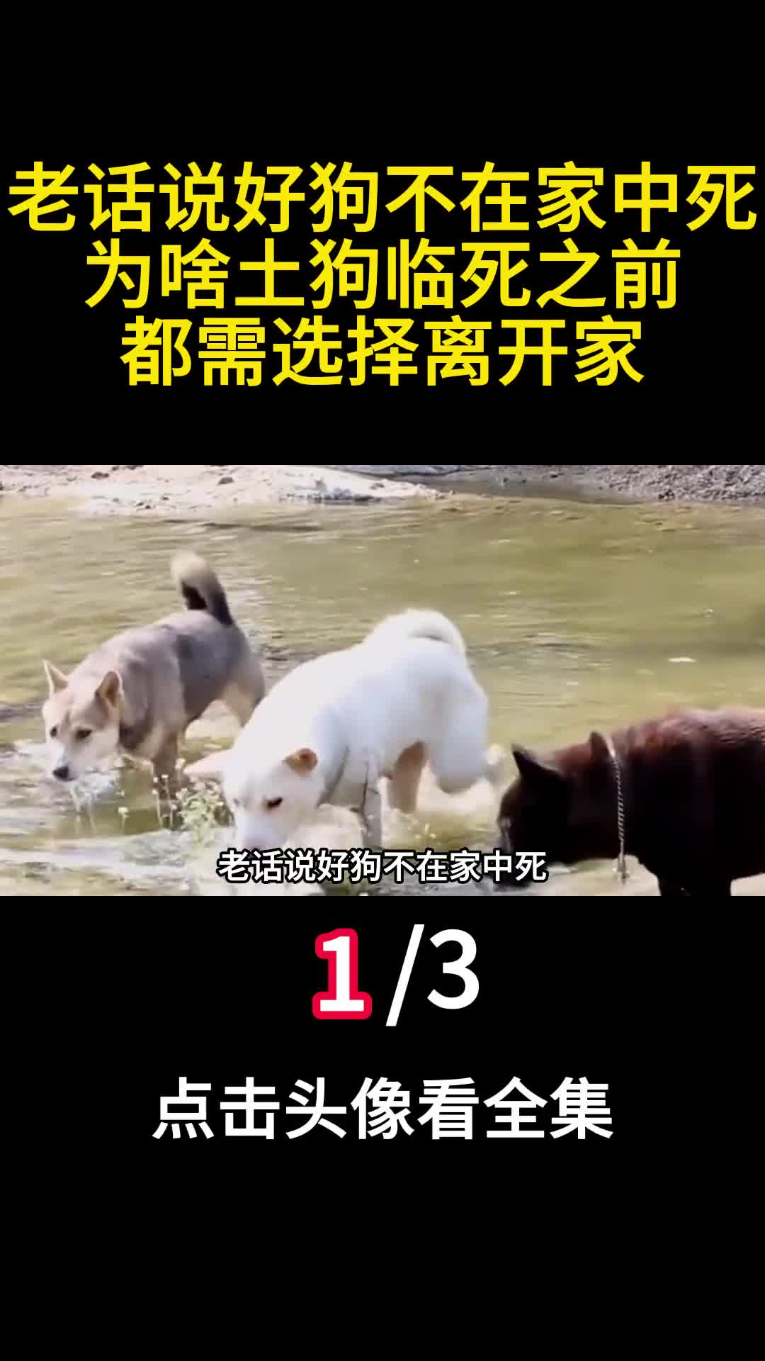 老话说好狗不在家中死为啥土狗临死之前都需选择离开家一