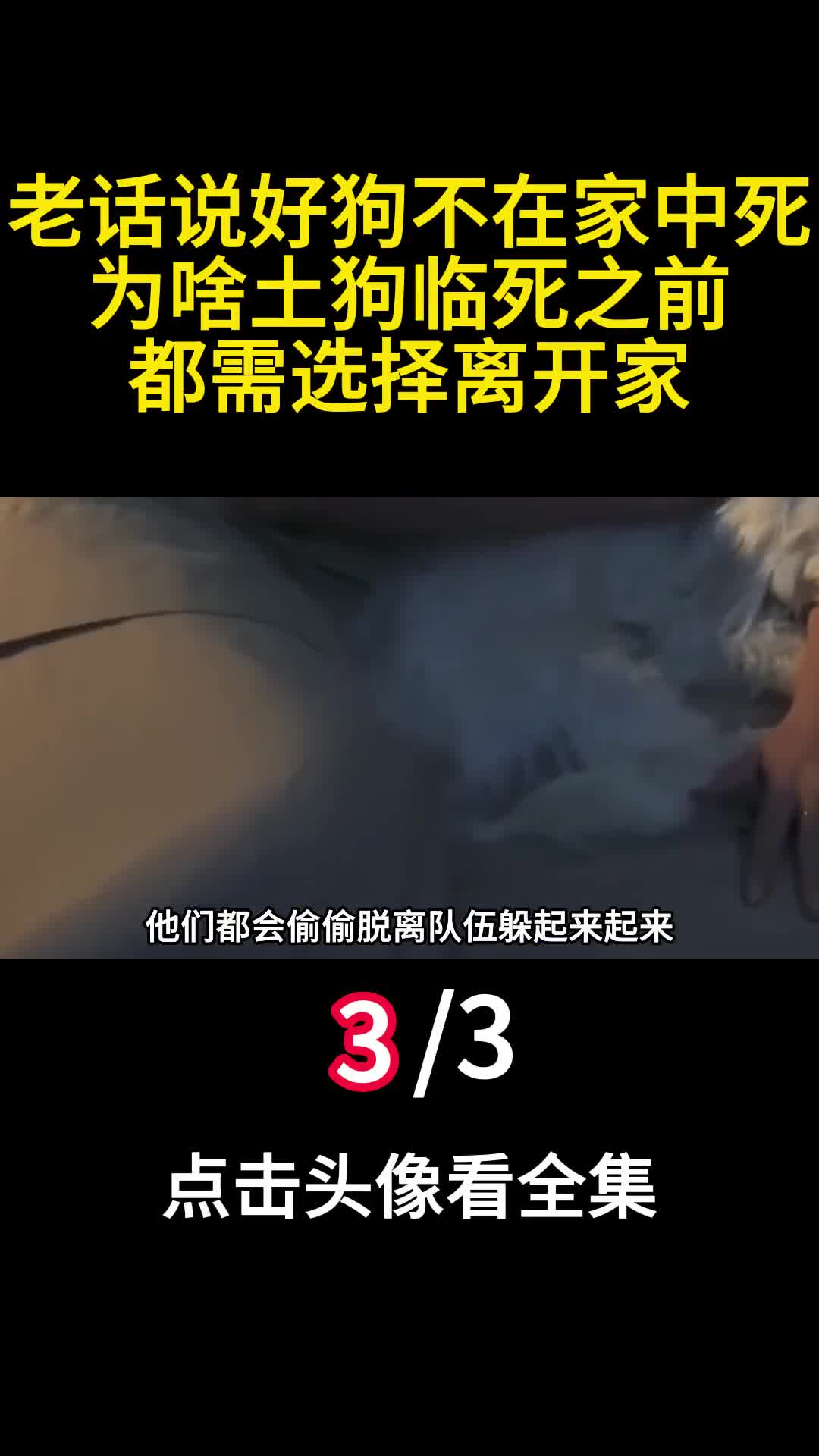 老话说好狗不在家中死为啥土狗临死之前都需选择离开家三
