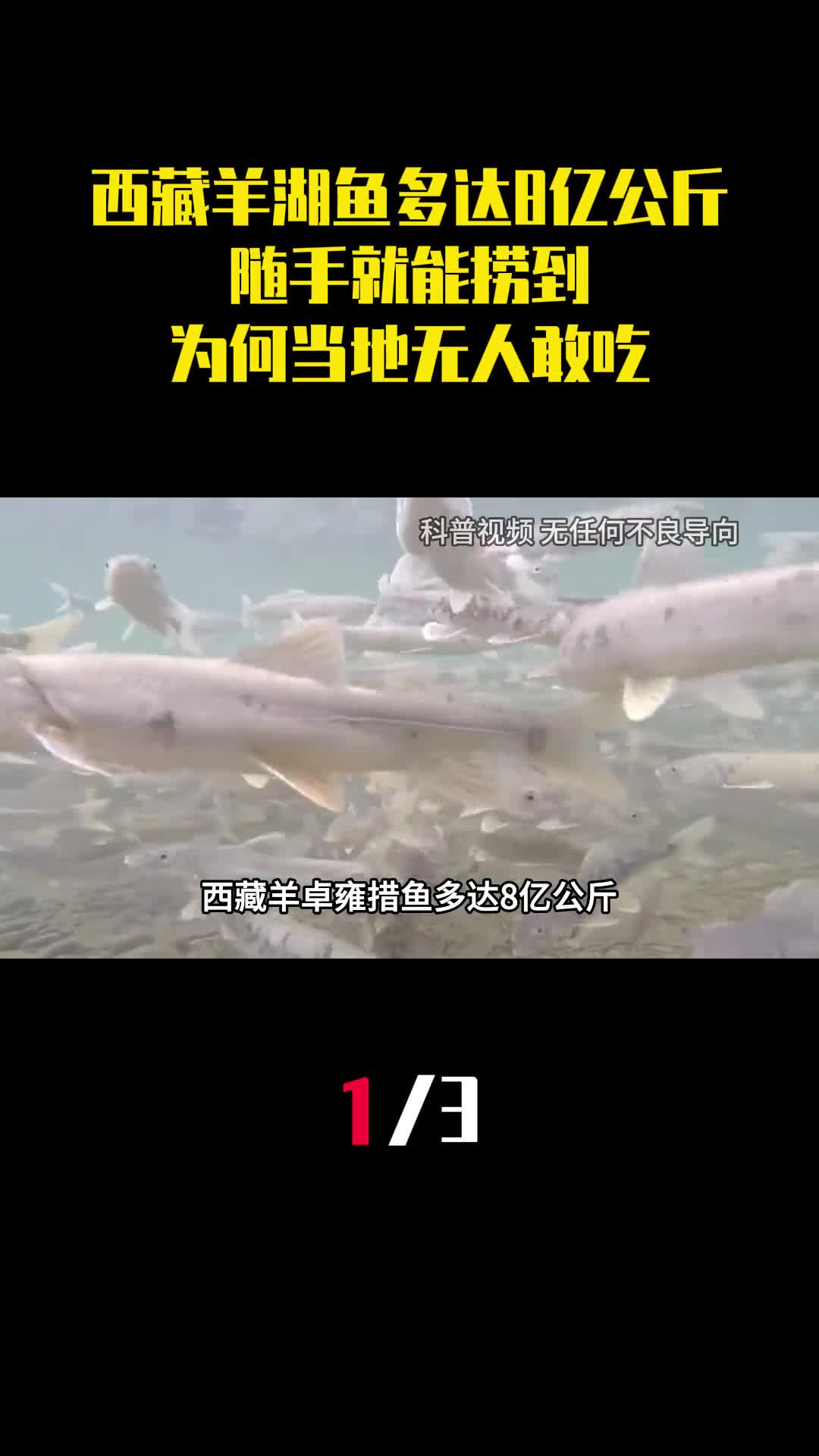 西藏羊卓雍措鱼多达8亿公斤随手就能捞到为何当地无人敢吃1