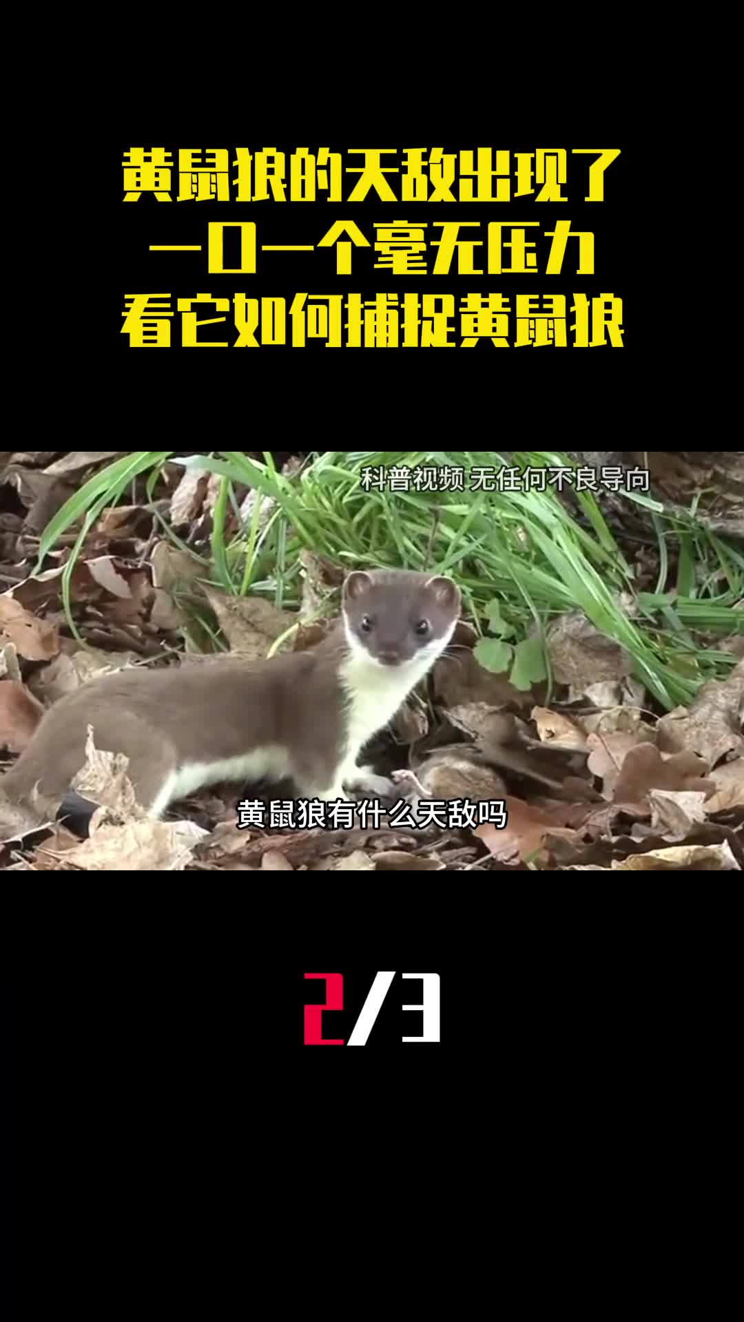 黄鼠狼的天敌出现了一口一个毫无压力看它如何捕捉黄鼠狼2