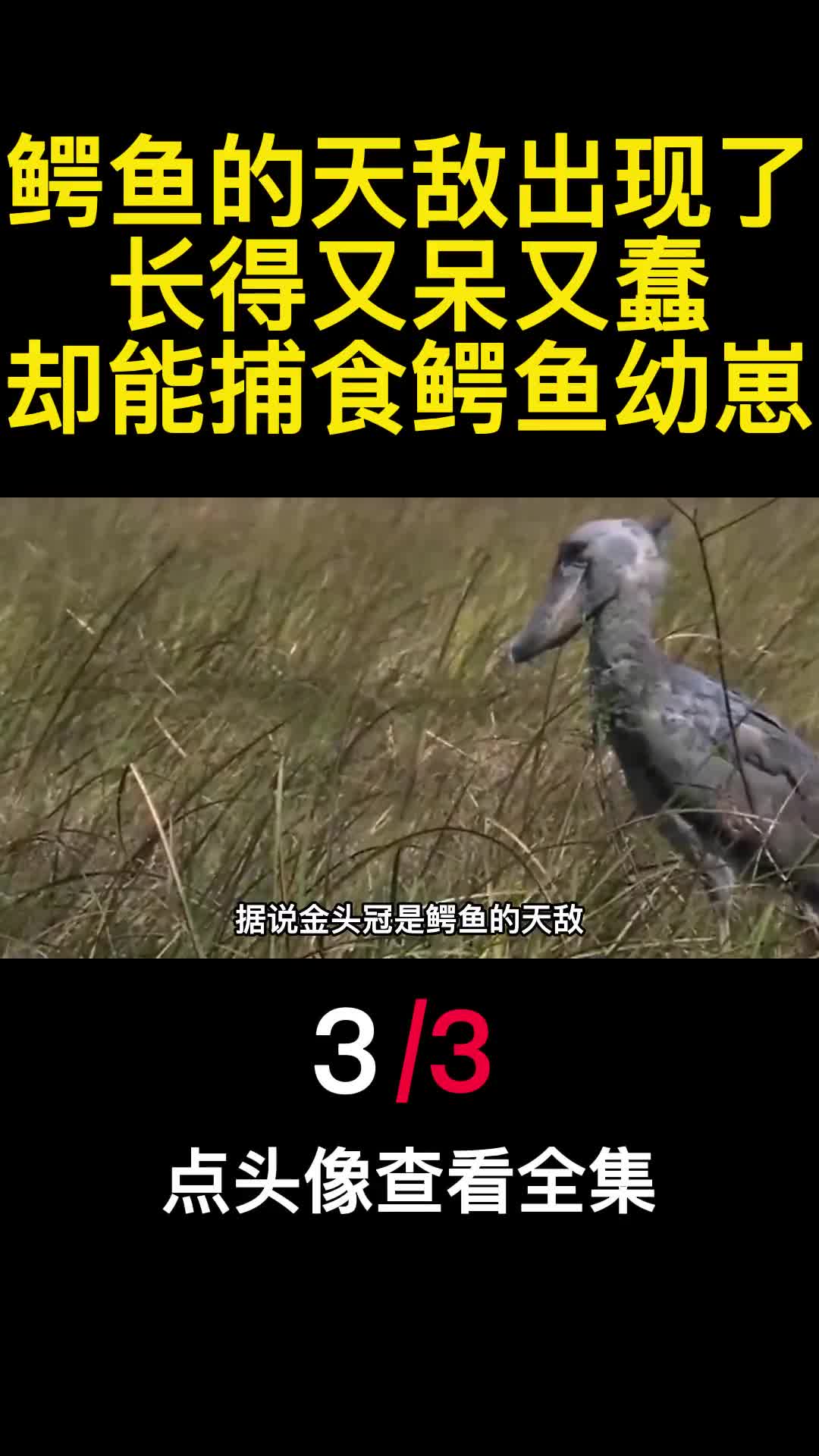 鳄鱼的天敌出现了长得又呆又蠢却能捕食鳄鱼幼崽3
