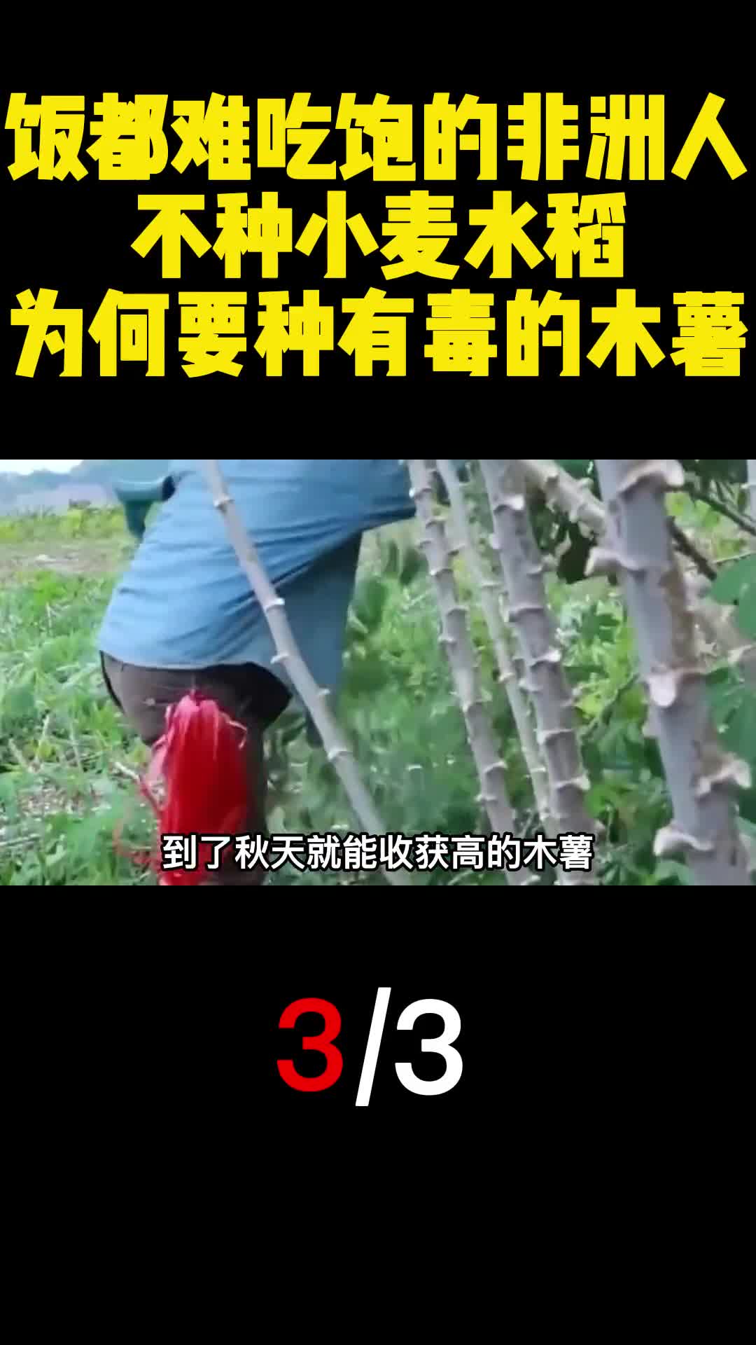 饭都难吃饱的非洲人不种小麦水稻为何要种有毒的木薯3