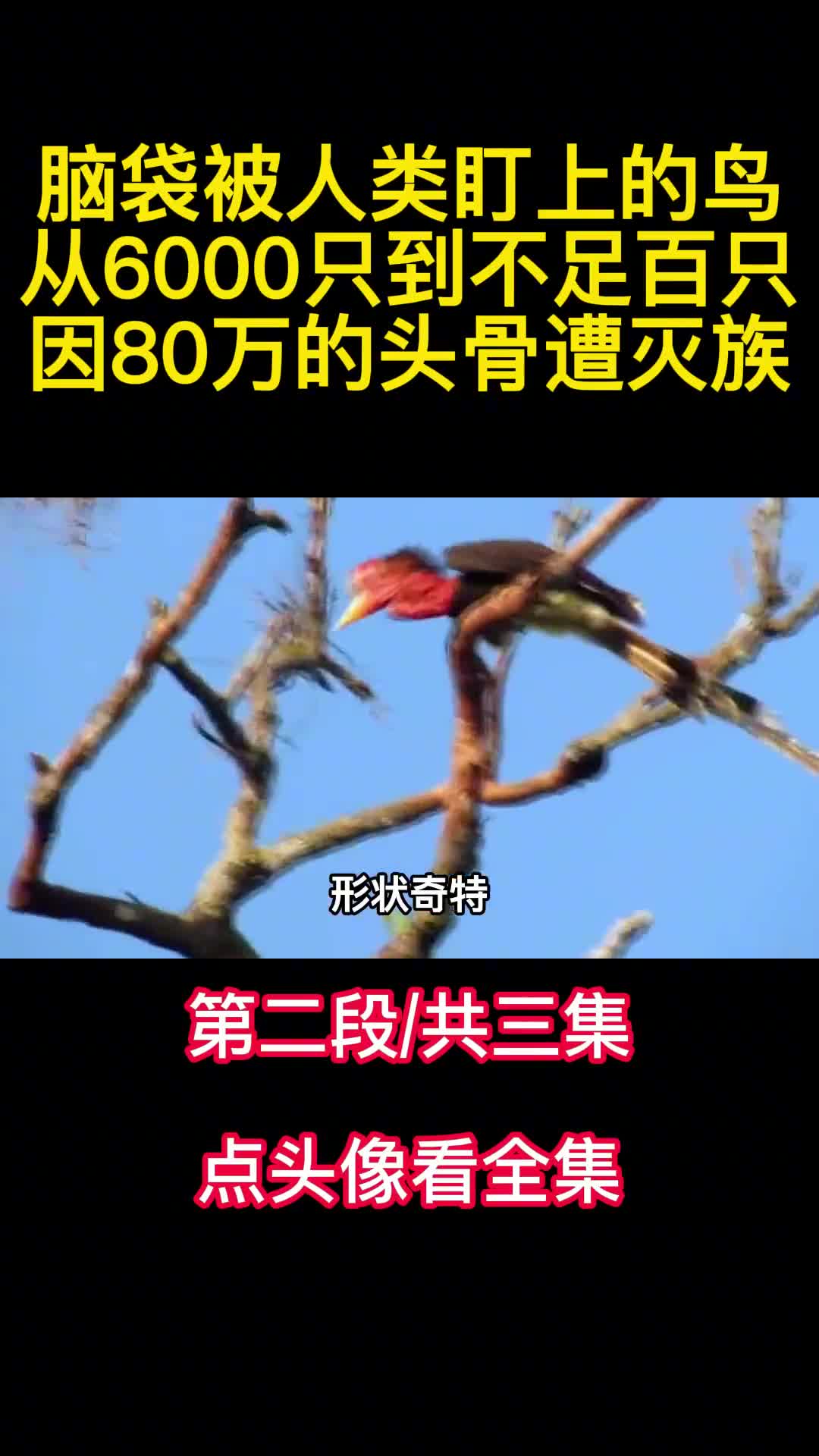 脑袋被人类盯上的鸟从6000只到不足百只因80万的头骨遭灭族2