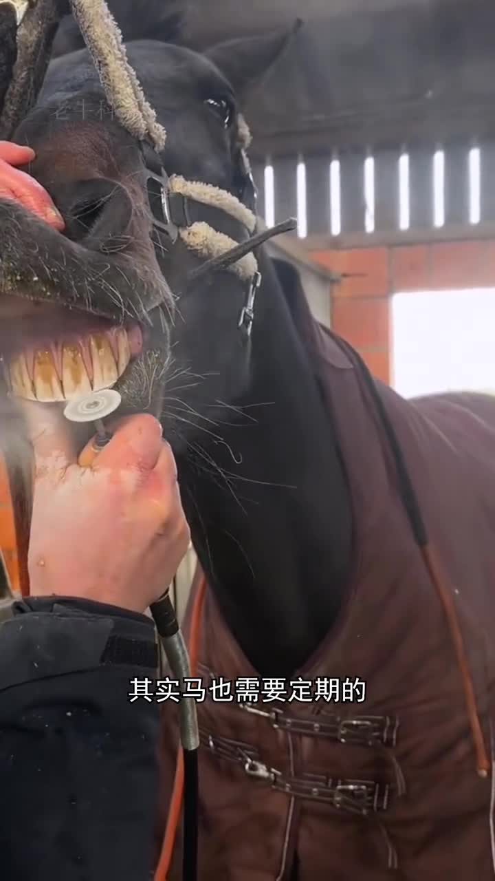 为什么要给马定期的磨牙和理发